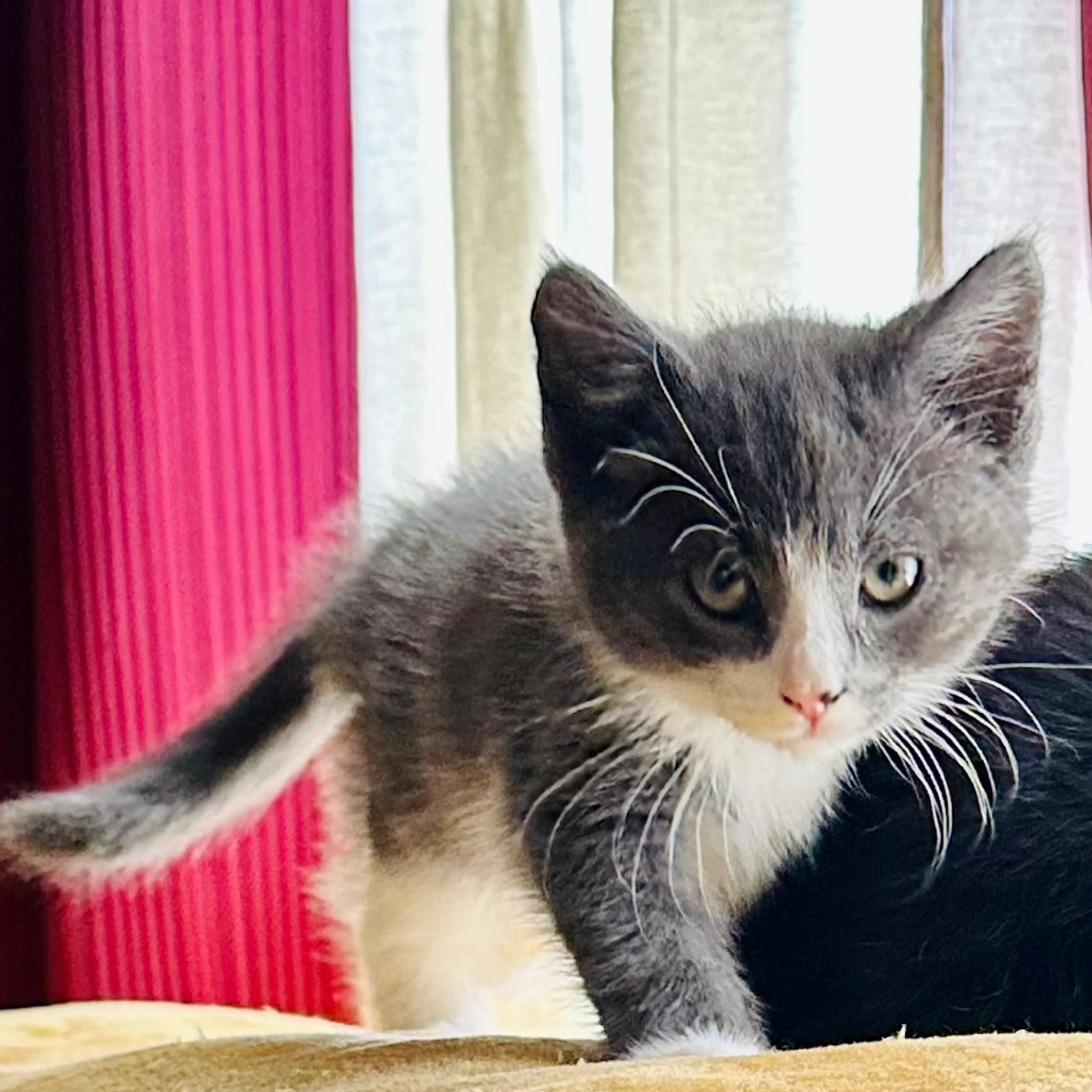Found pet-2