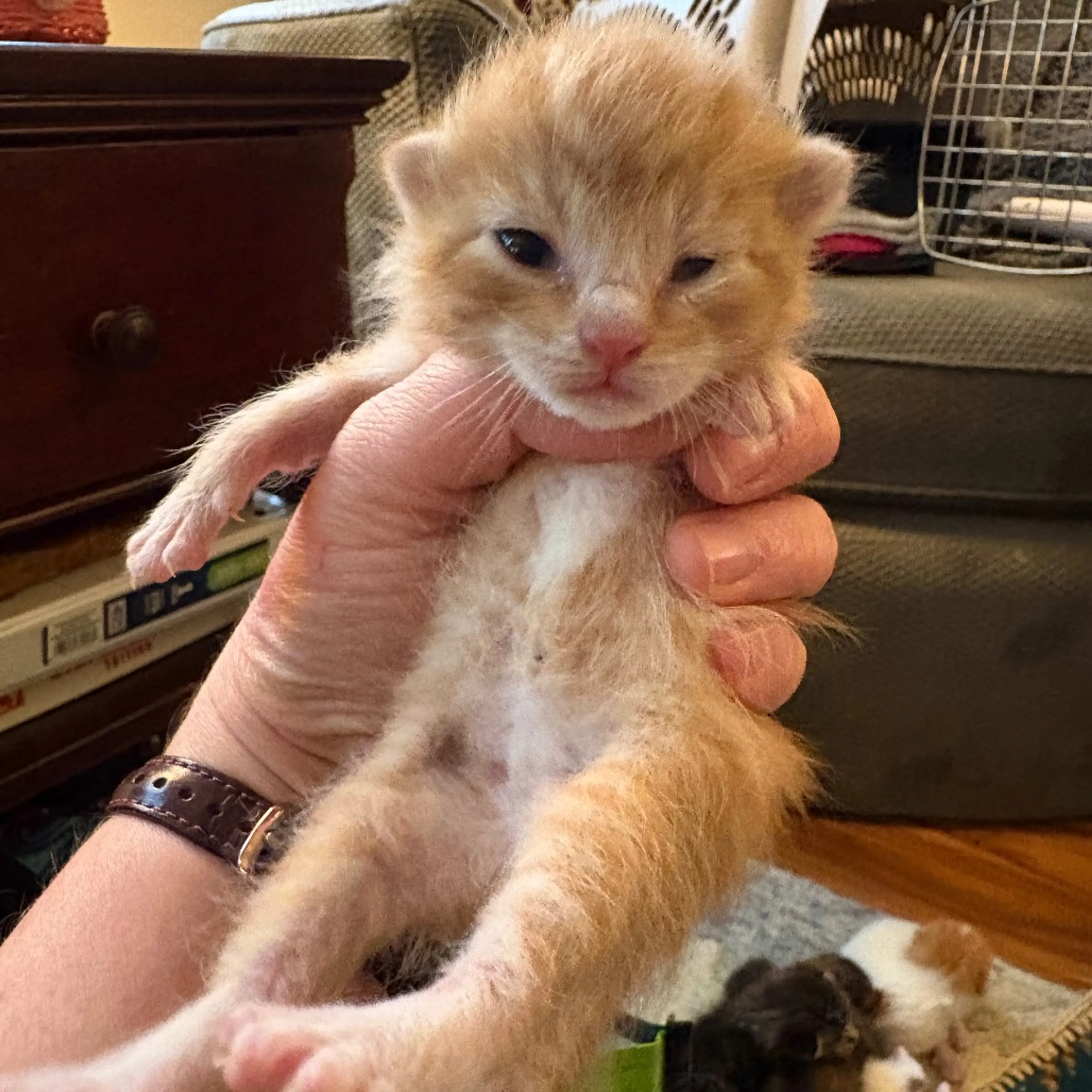 Found pet