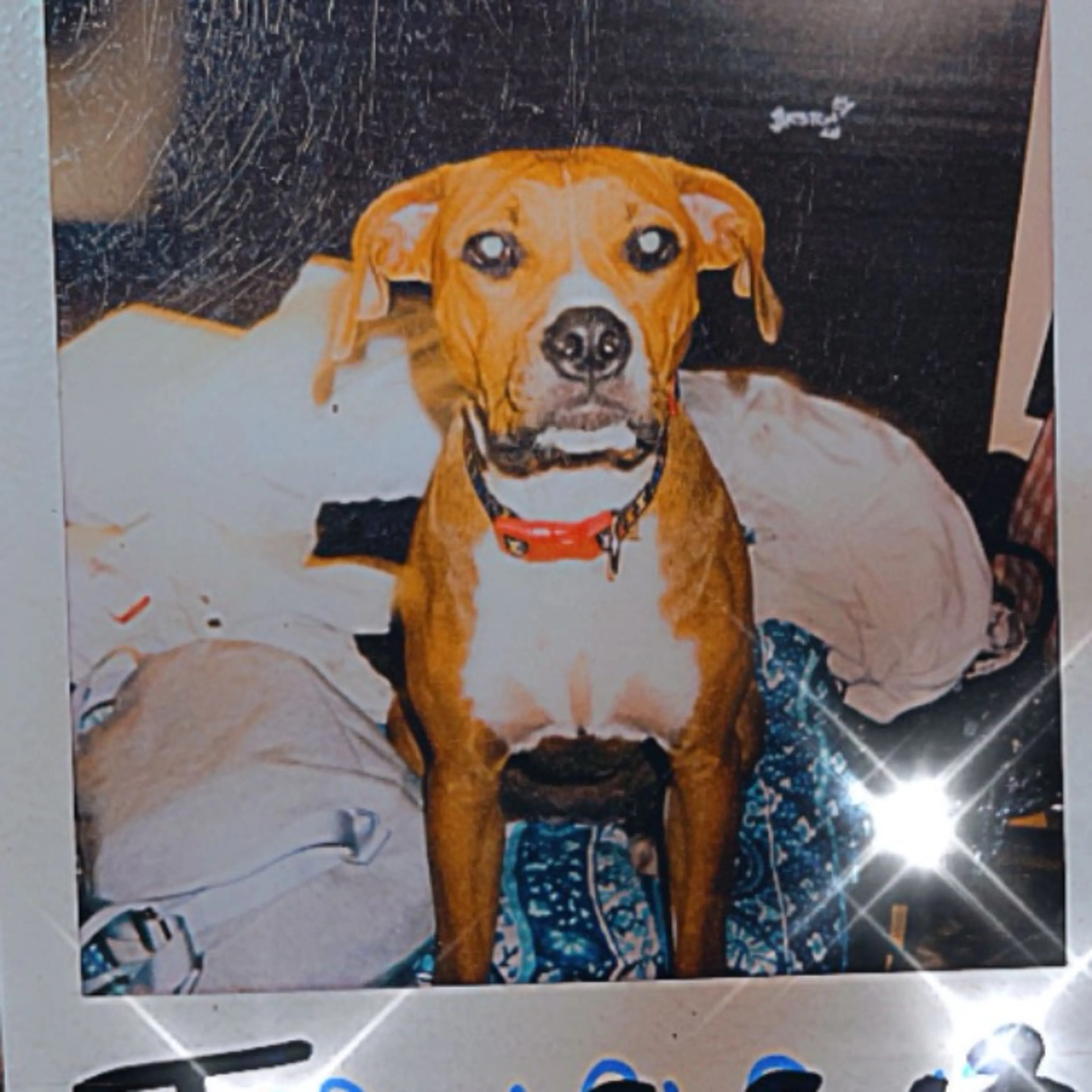 Lost pet