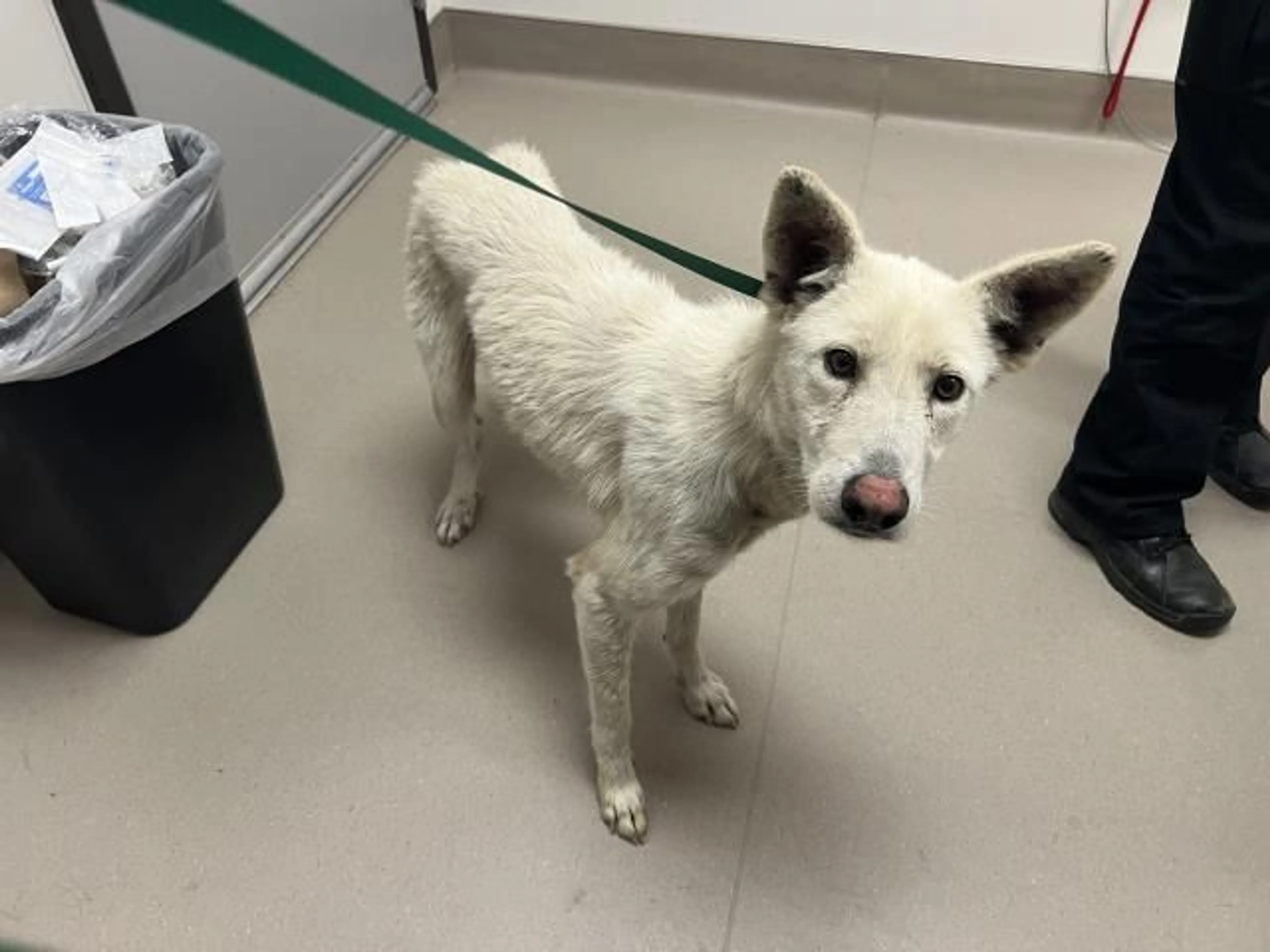 Found pet