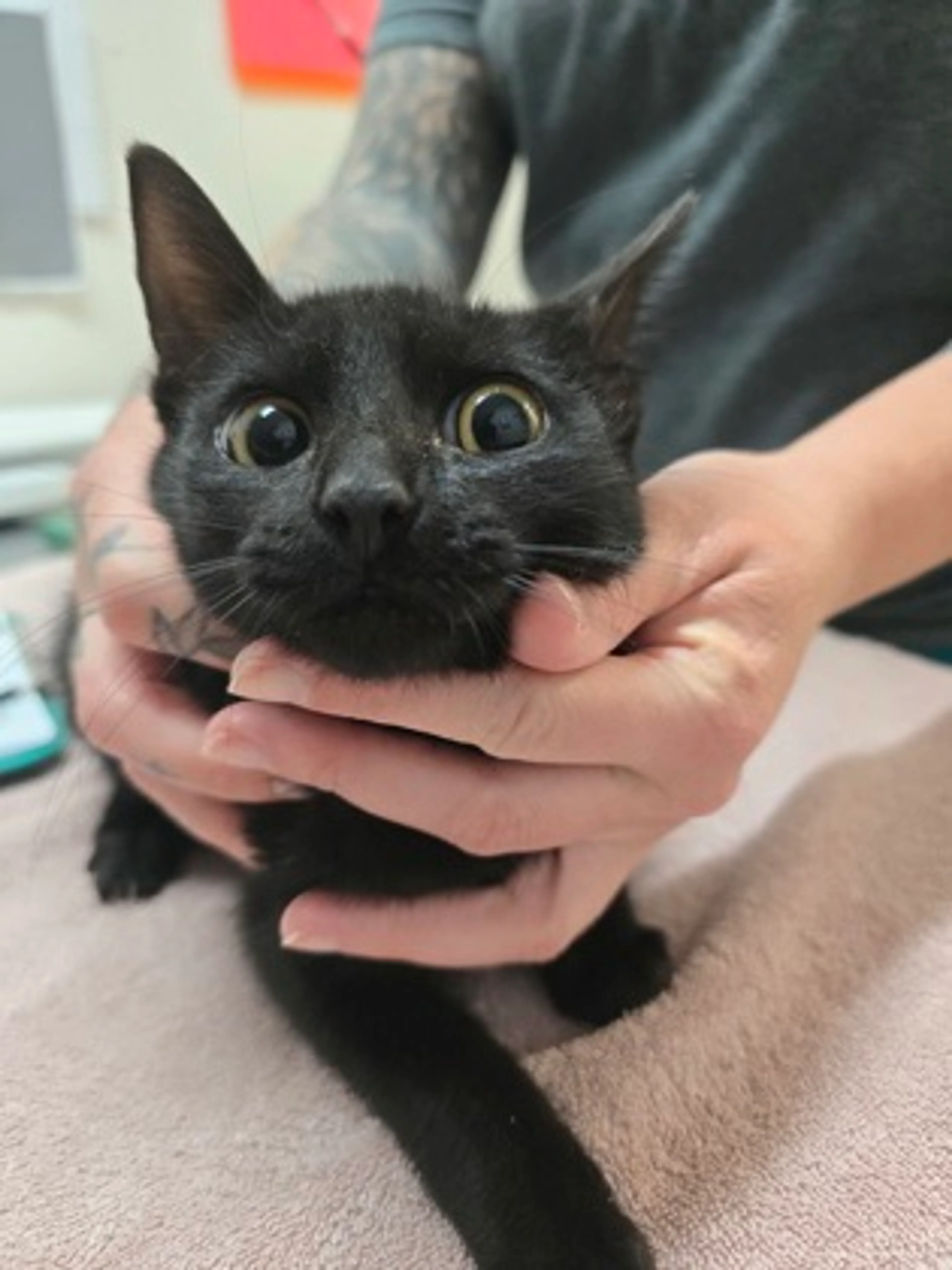 Found pet