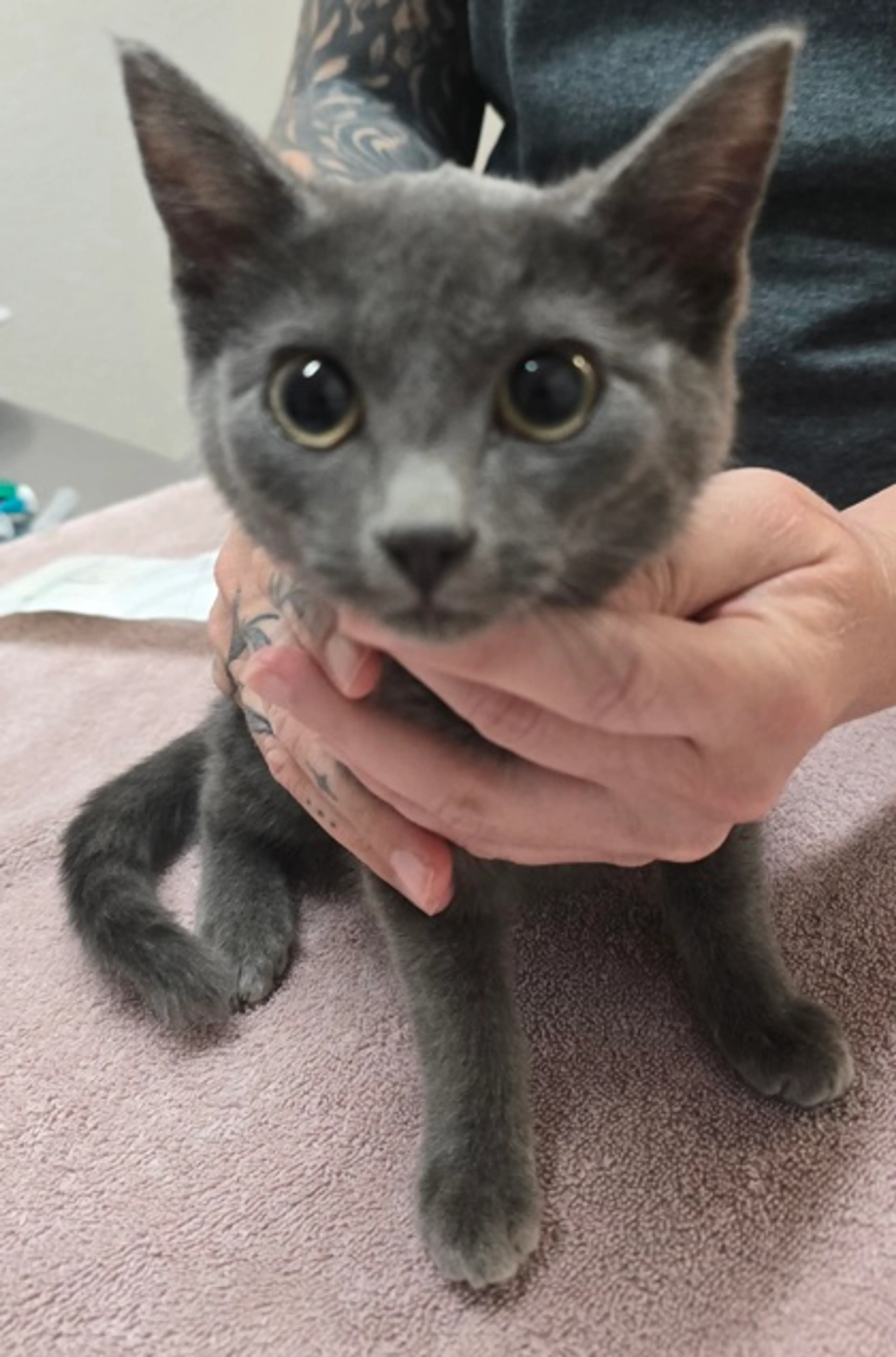 Found pet