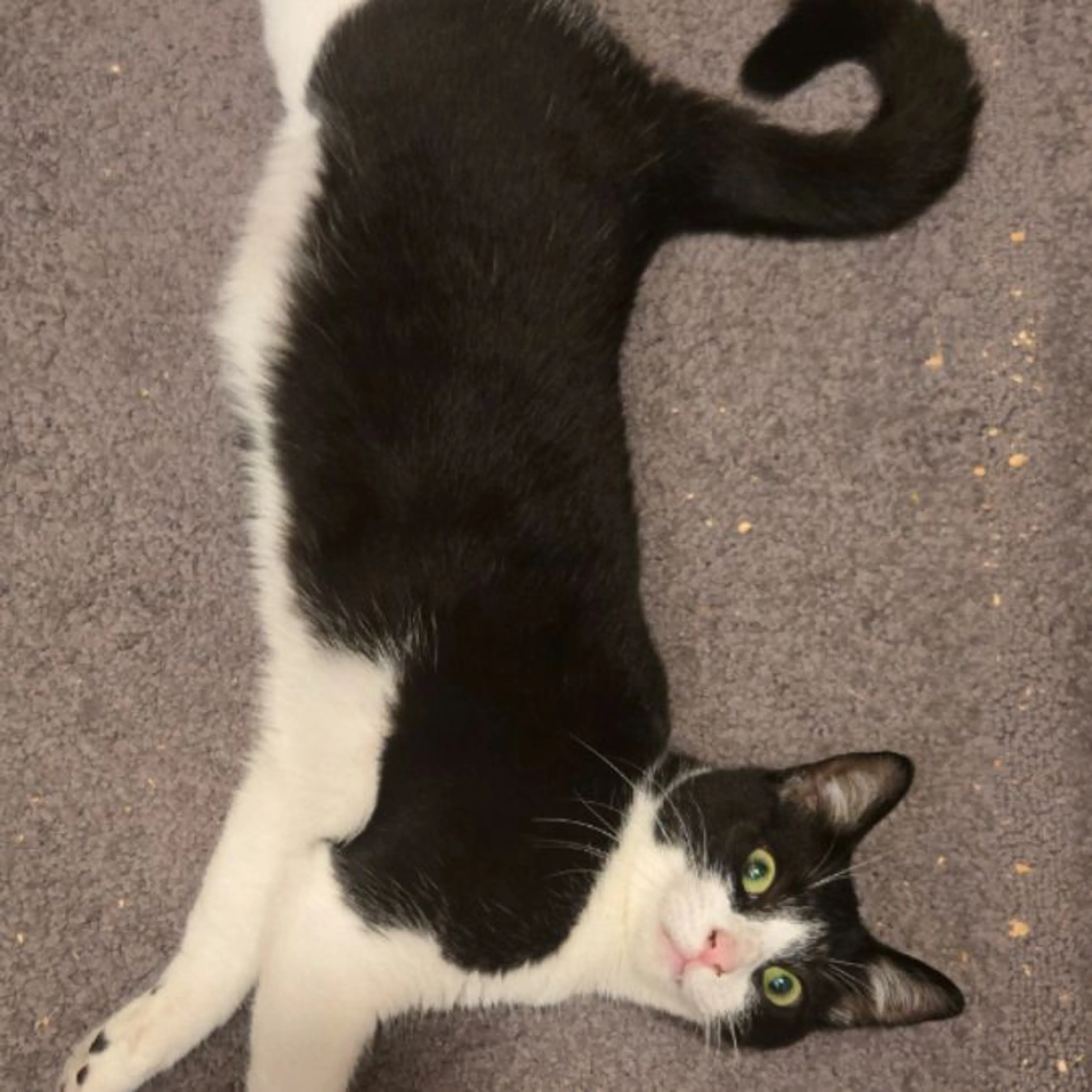 Lost pet-0
