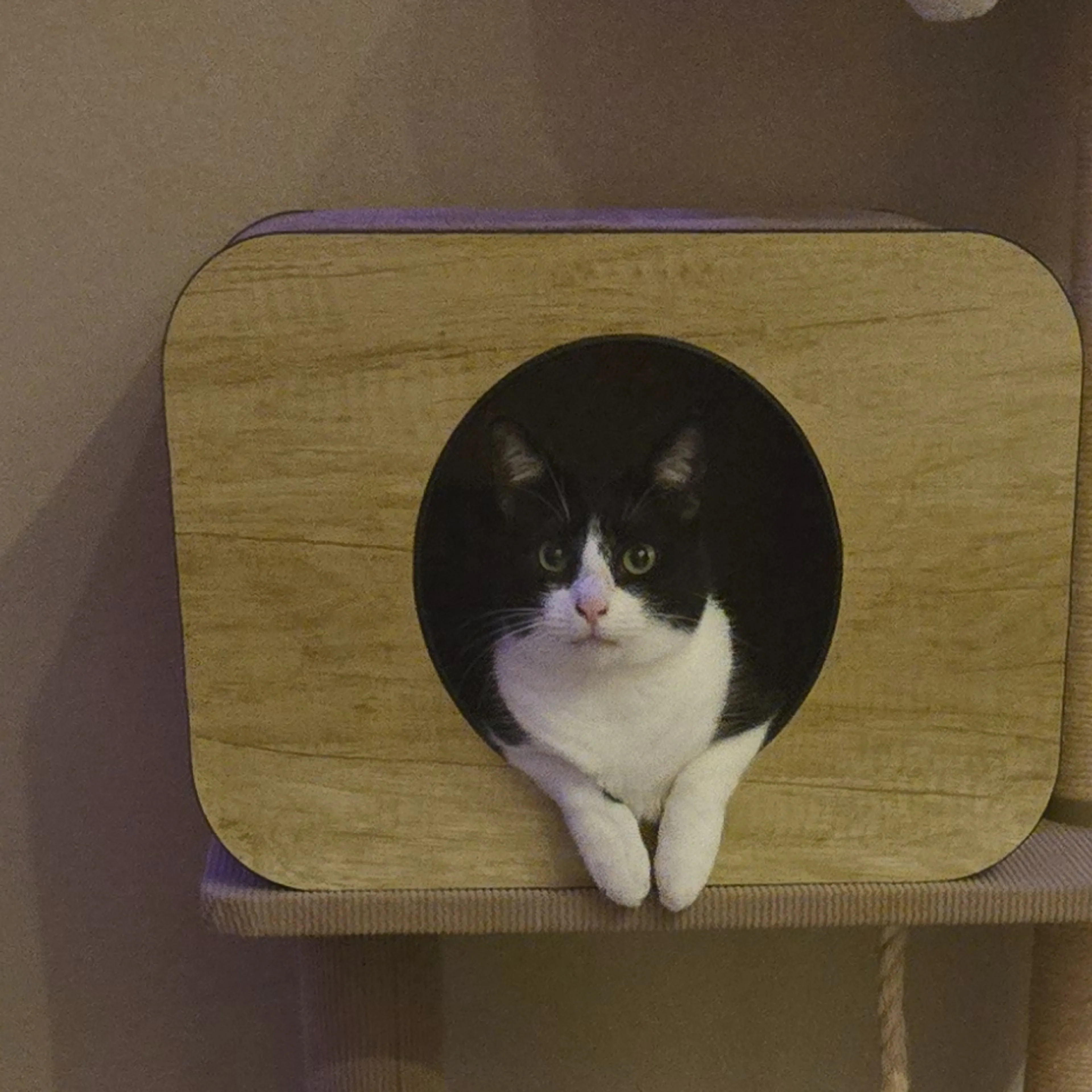 Lost pet-2