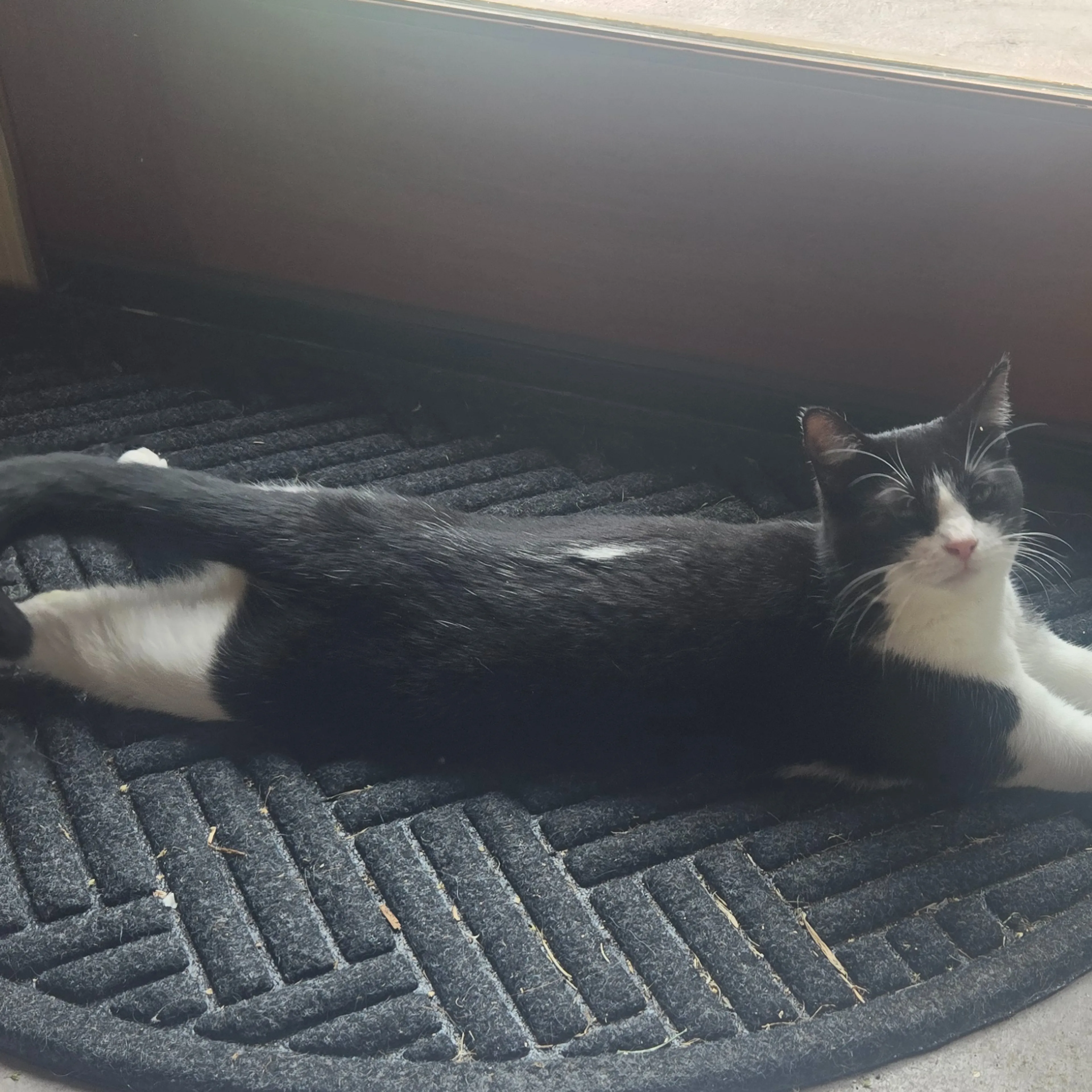 Lost pet-1