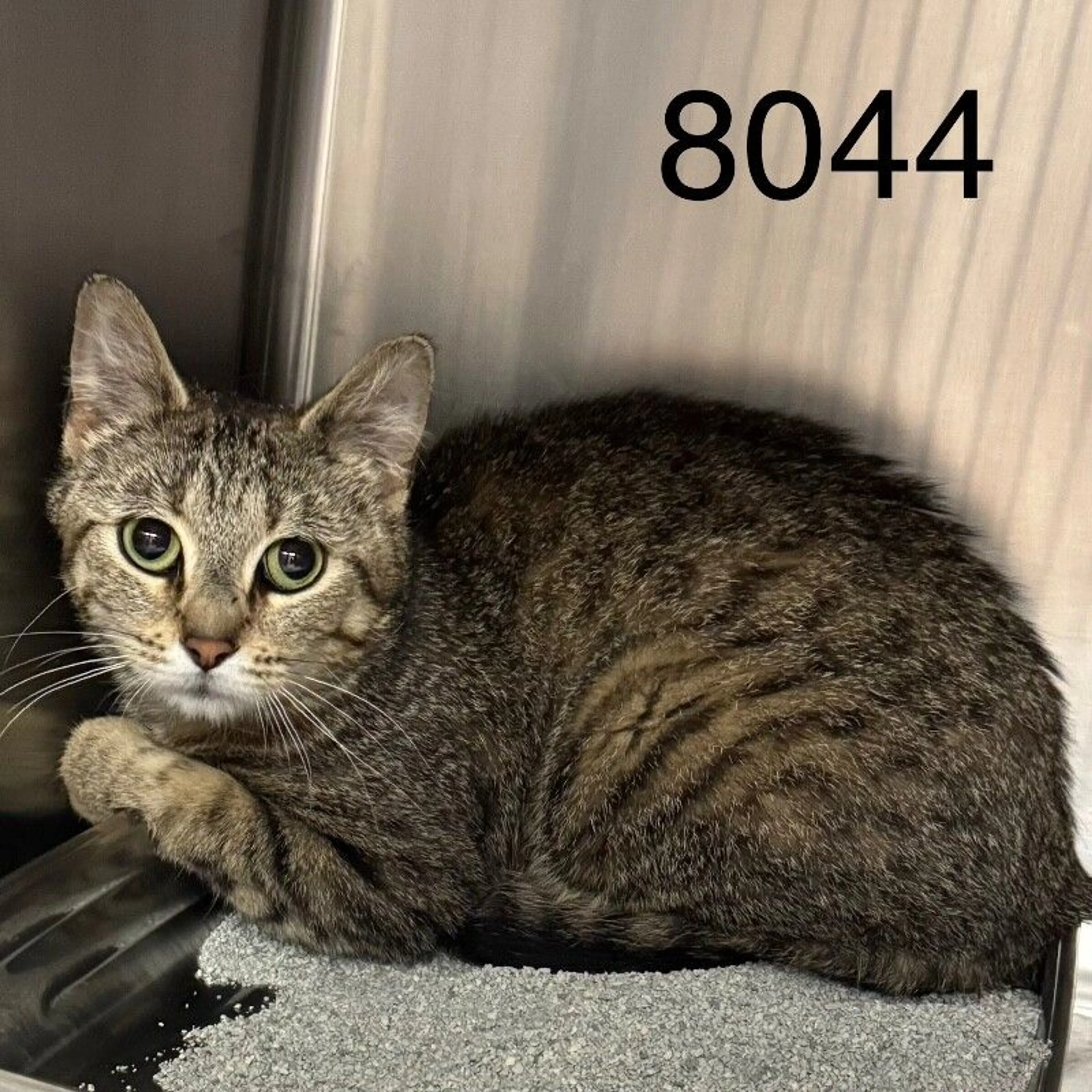 Found pet