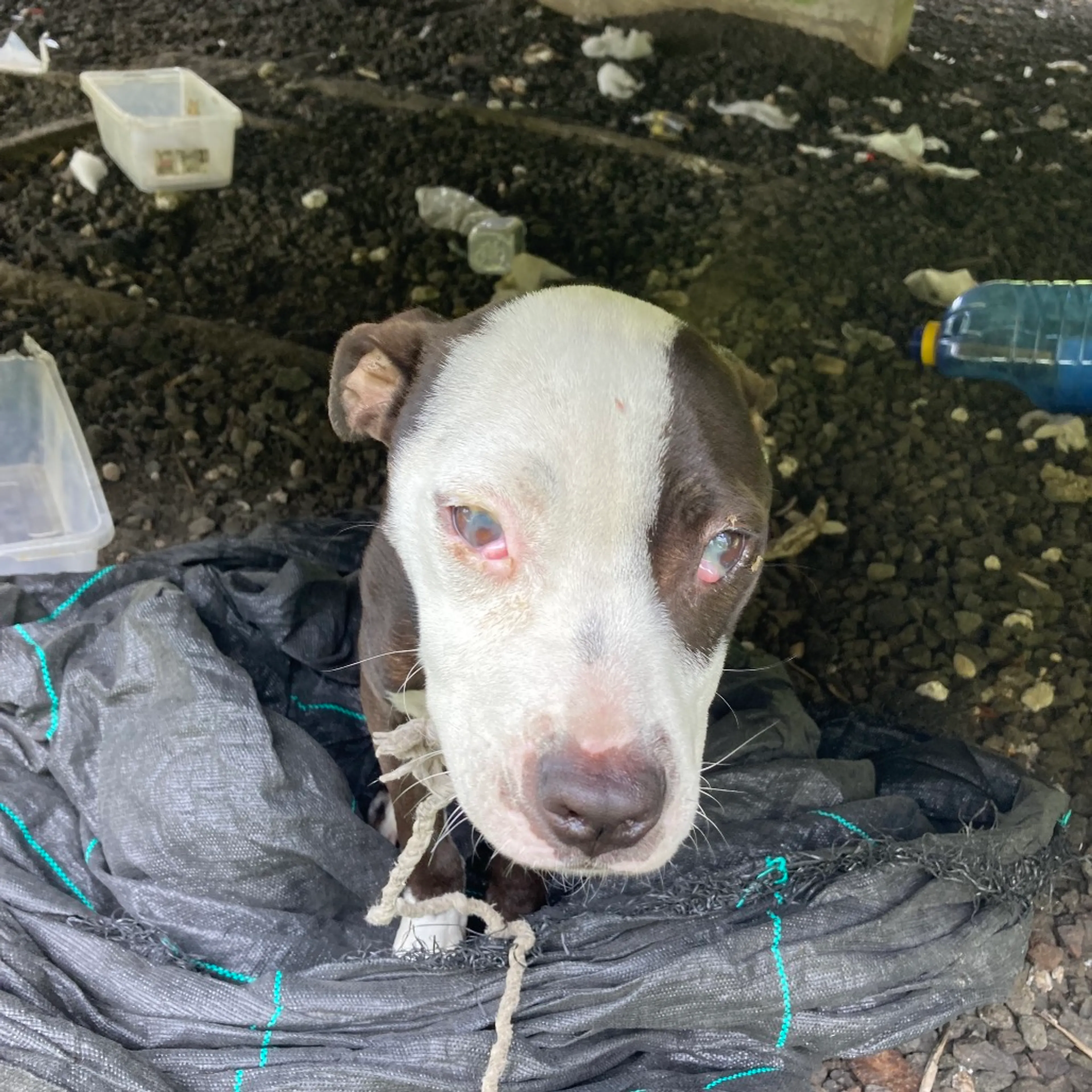 Found pet