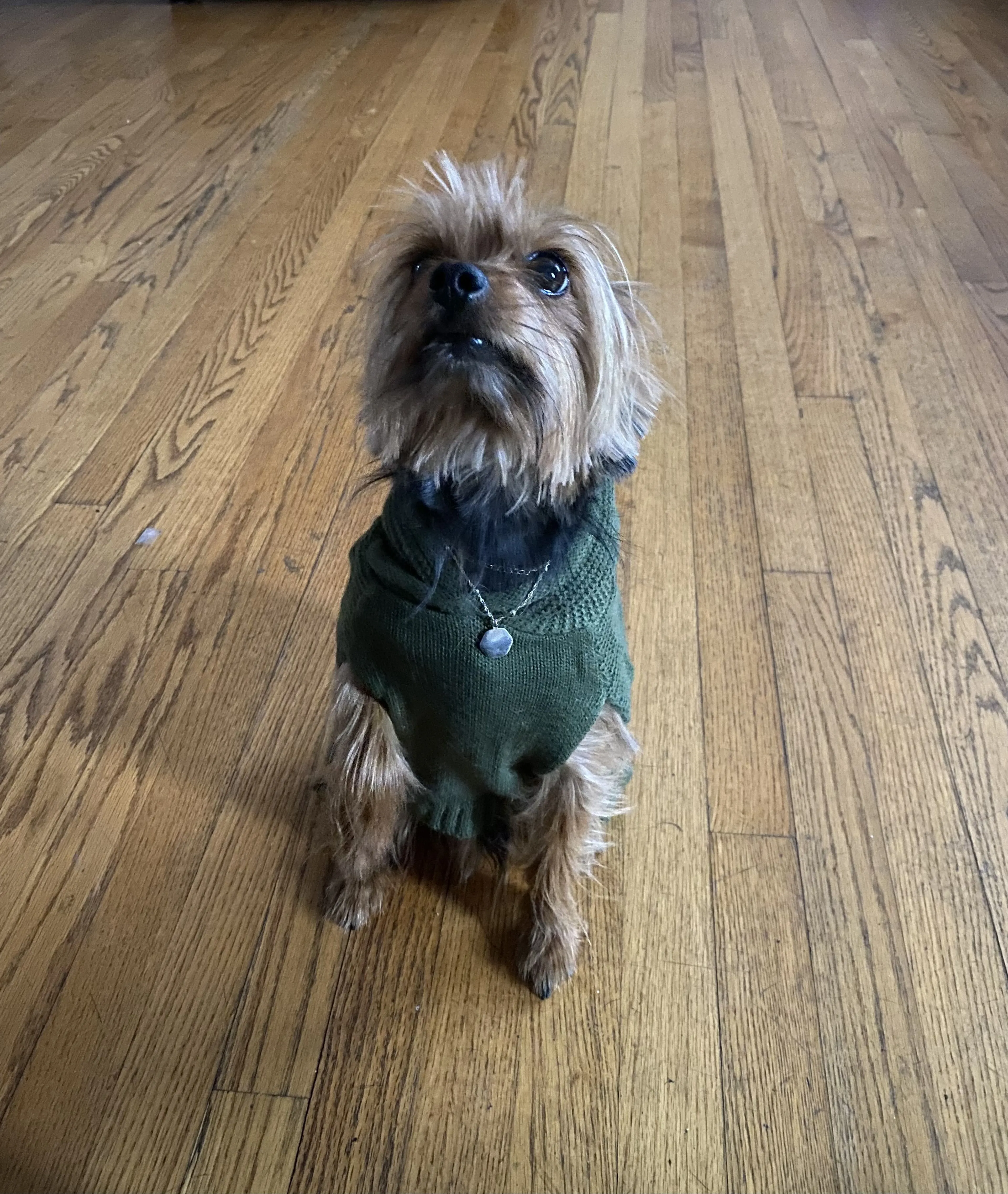 Lost pet-1
