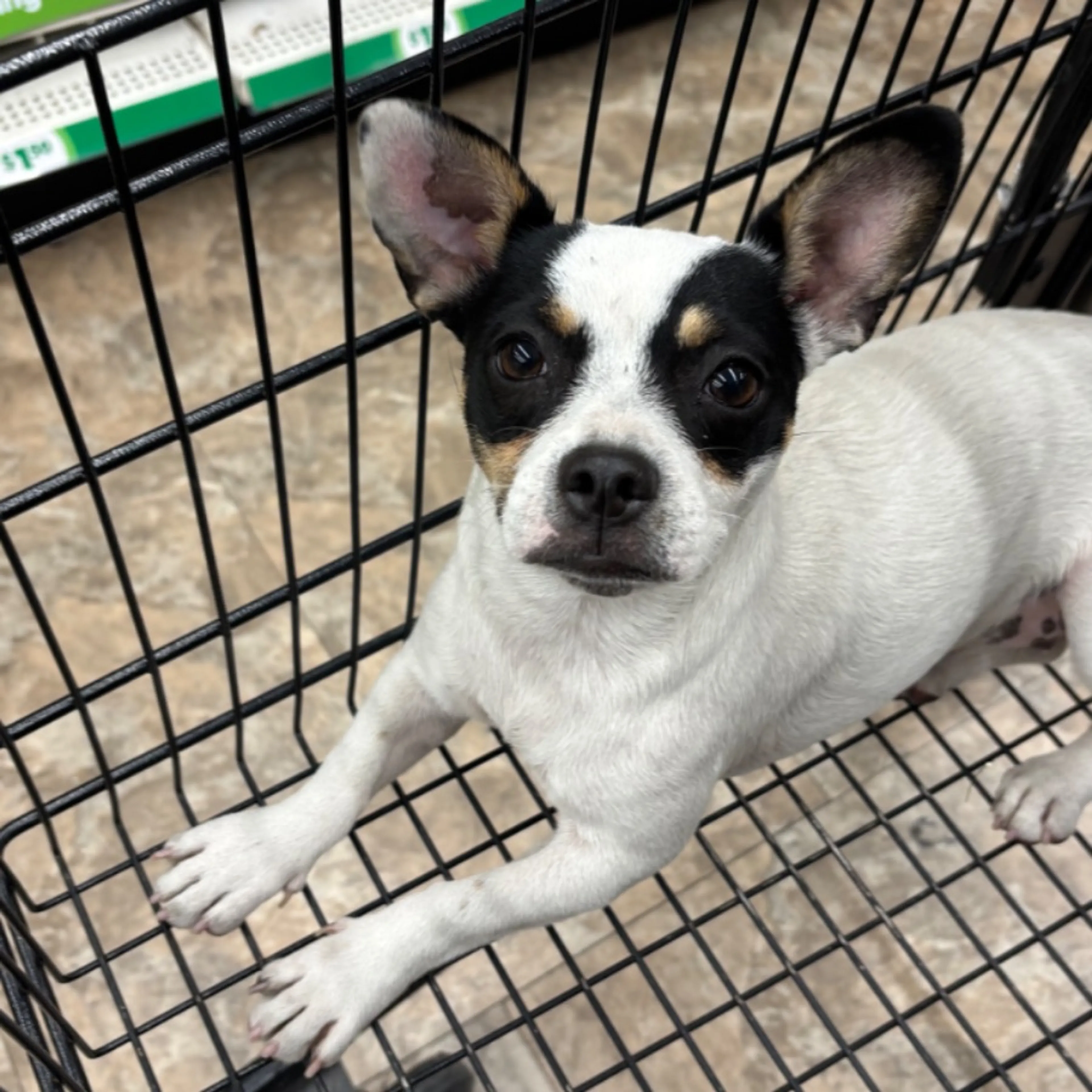 Found pet
