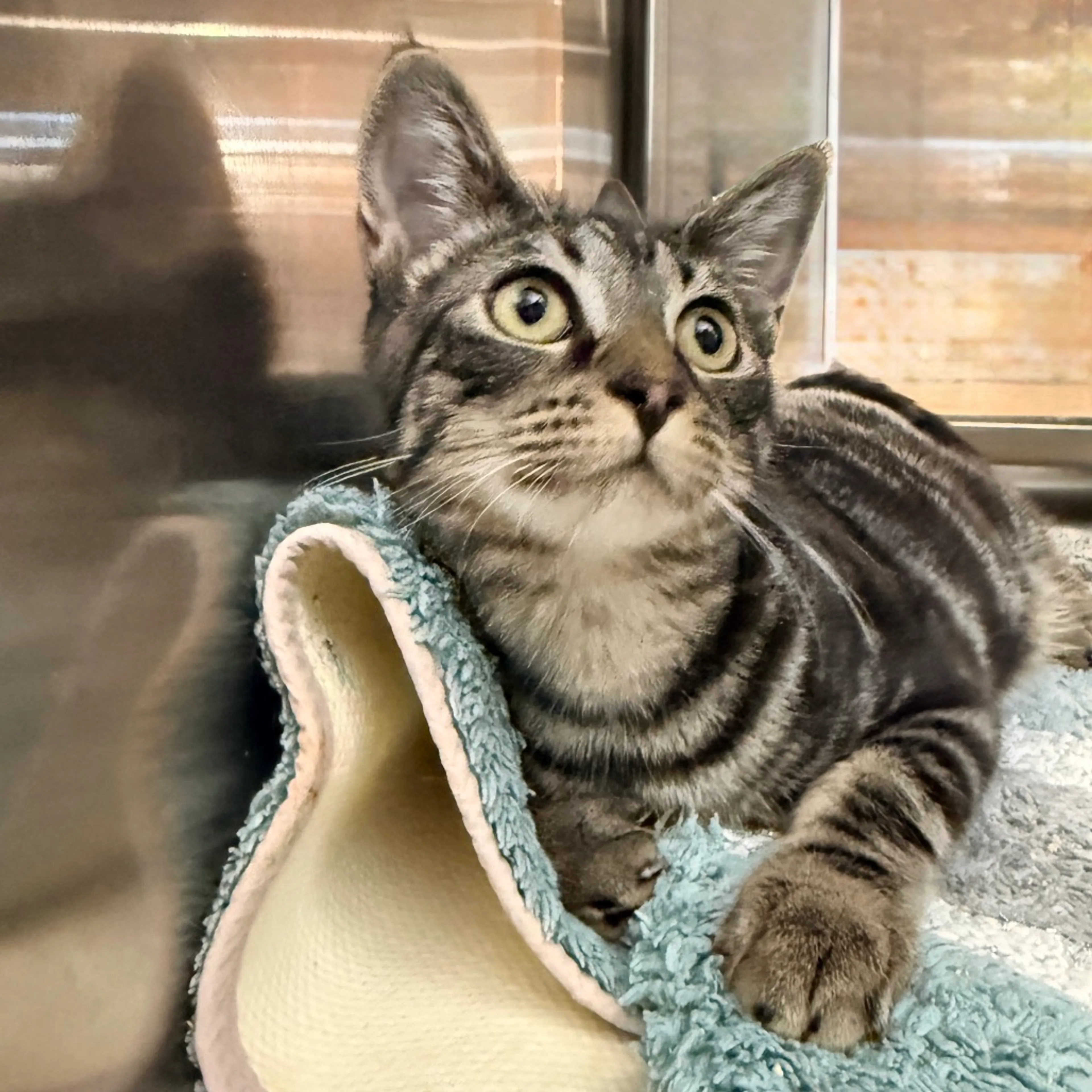 cdn image