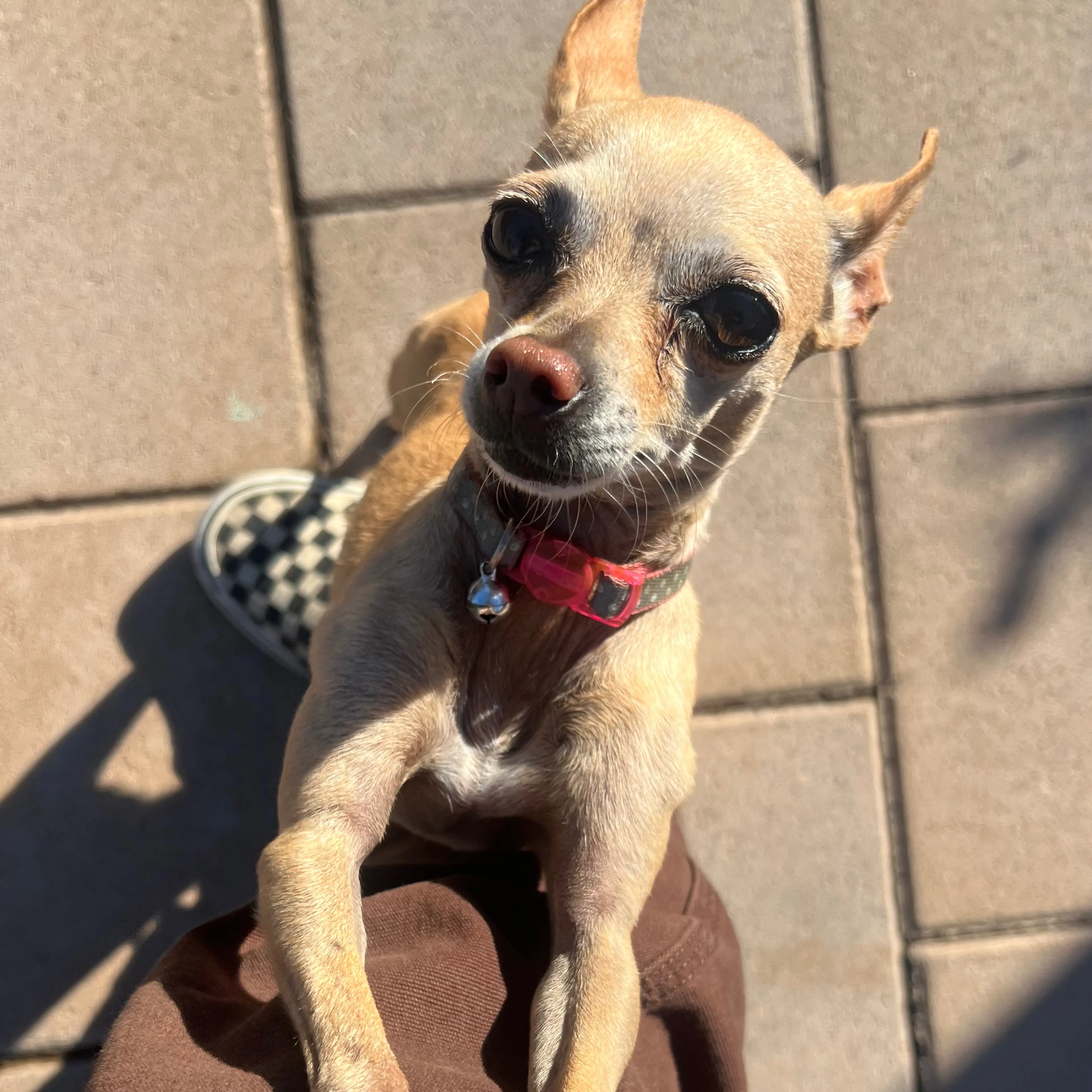 Lost pet-1