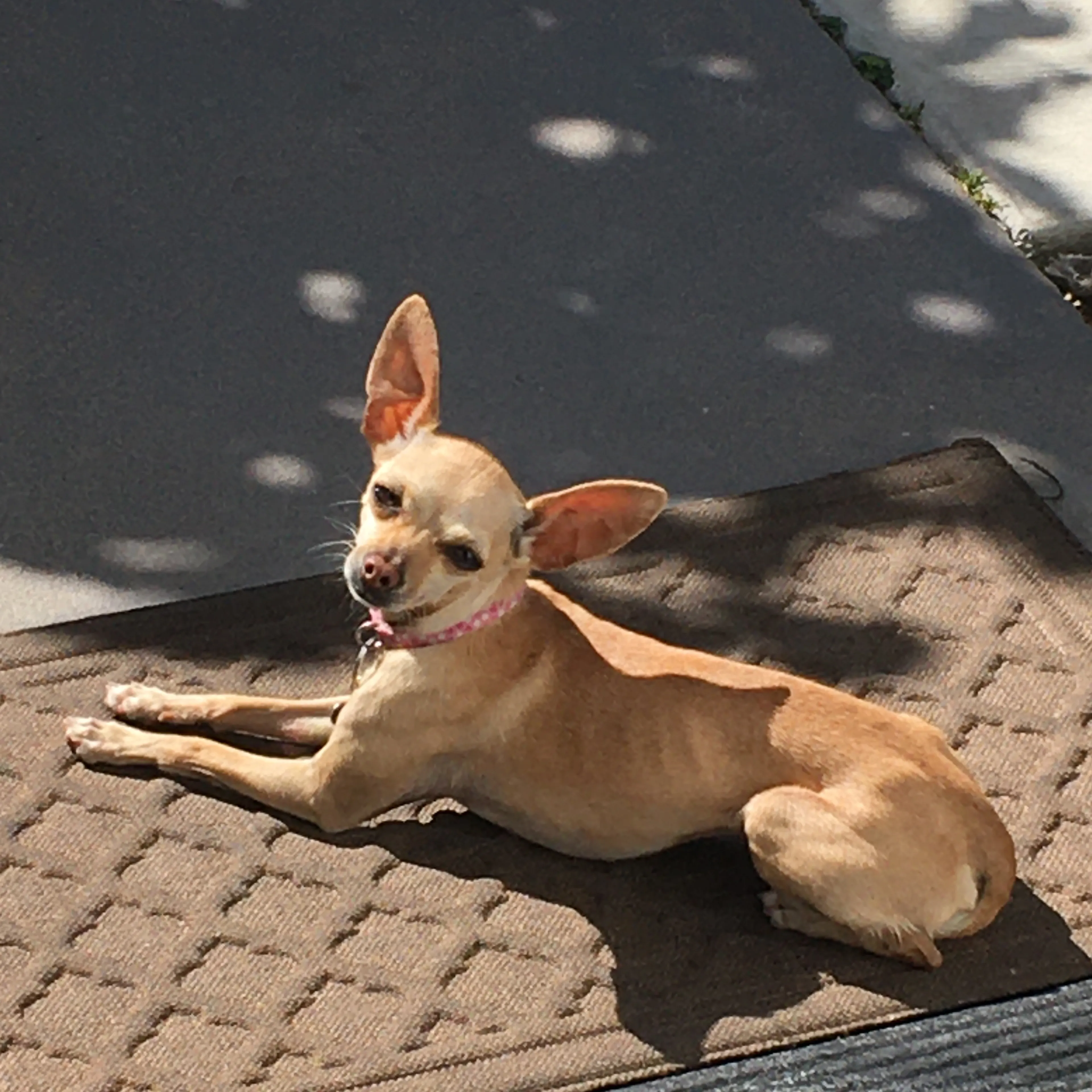 Lost pet-3