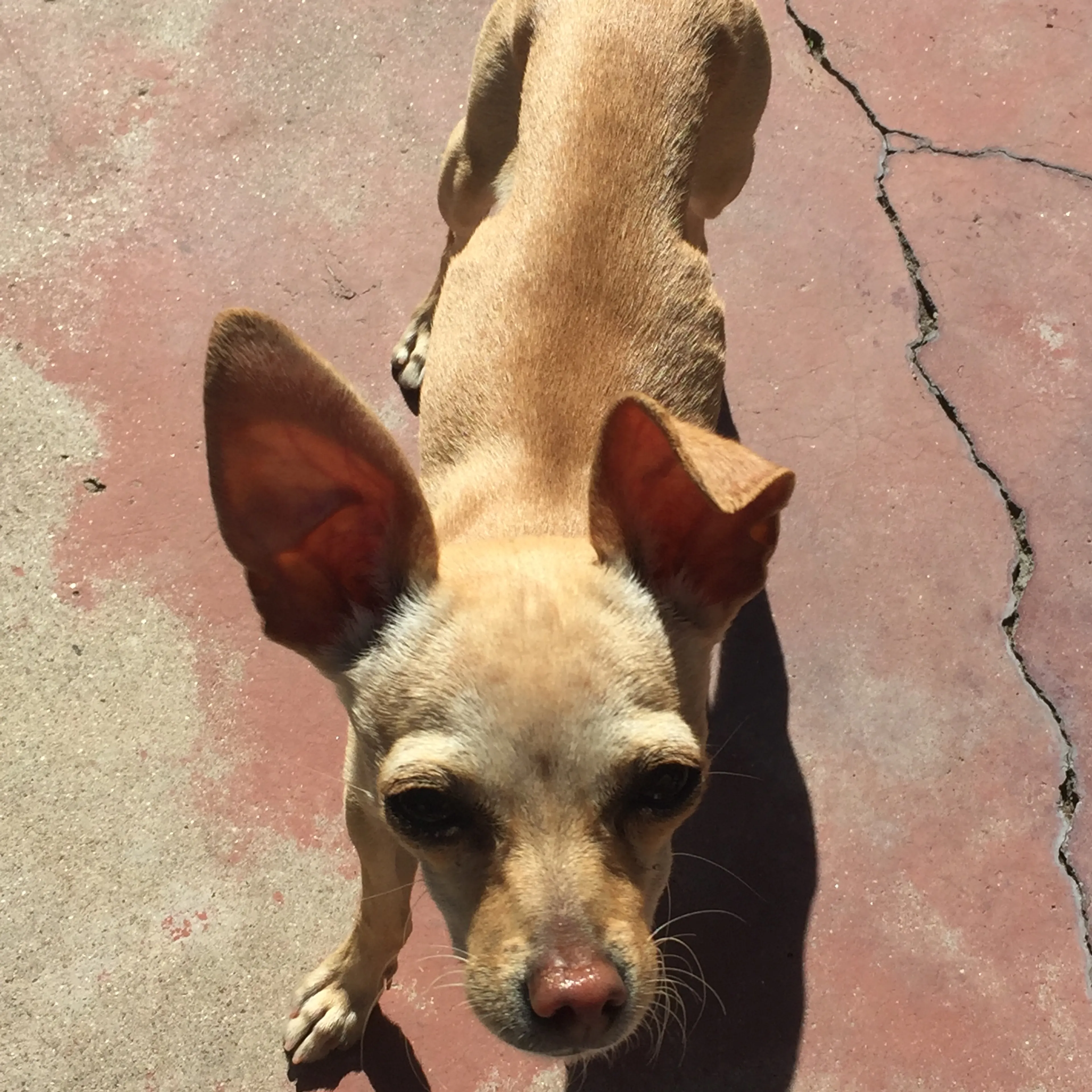 Lost pet-2