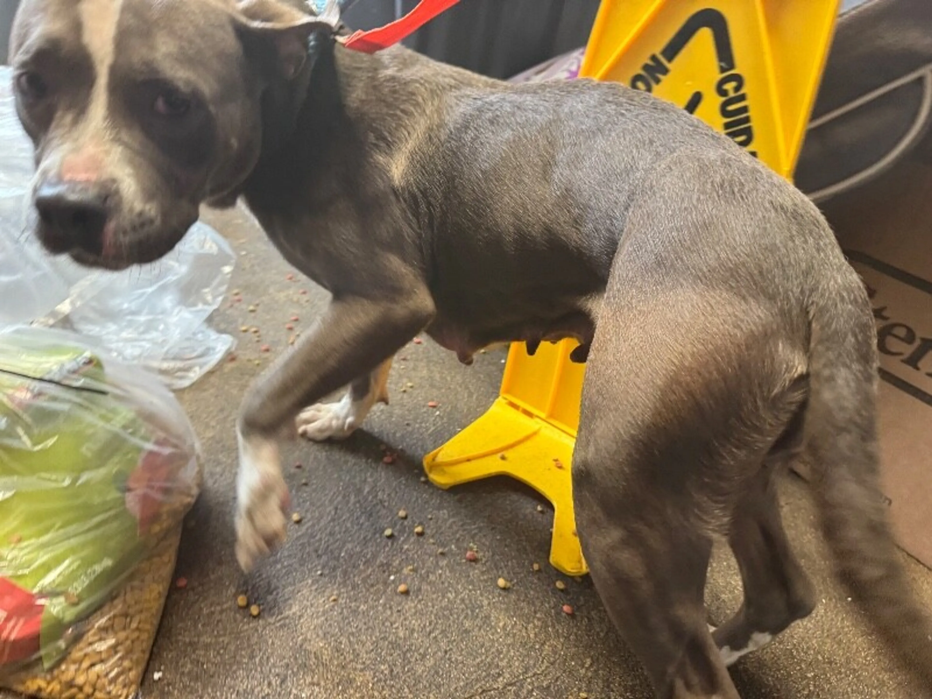 Found pet-2
