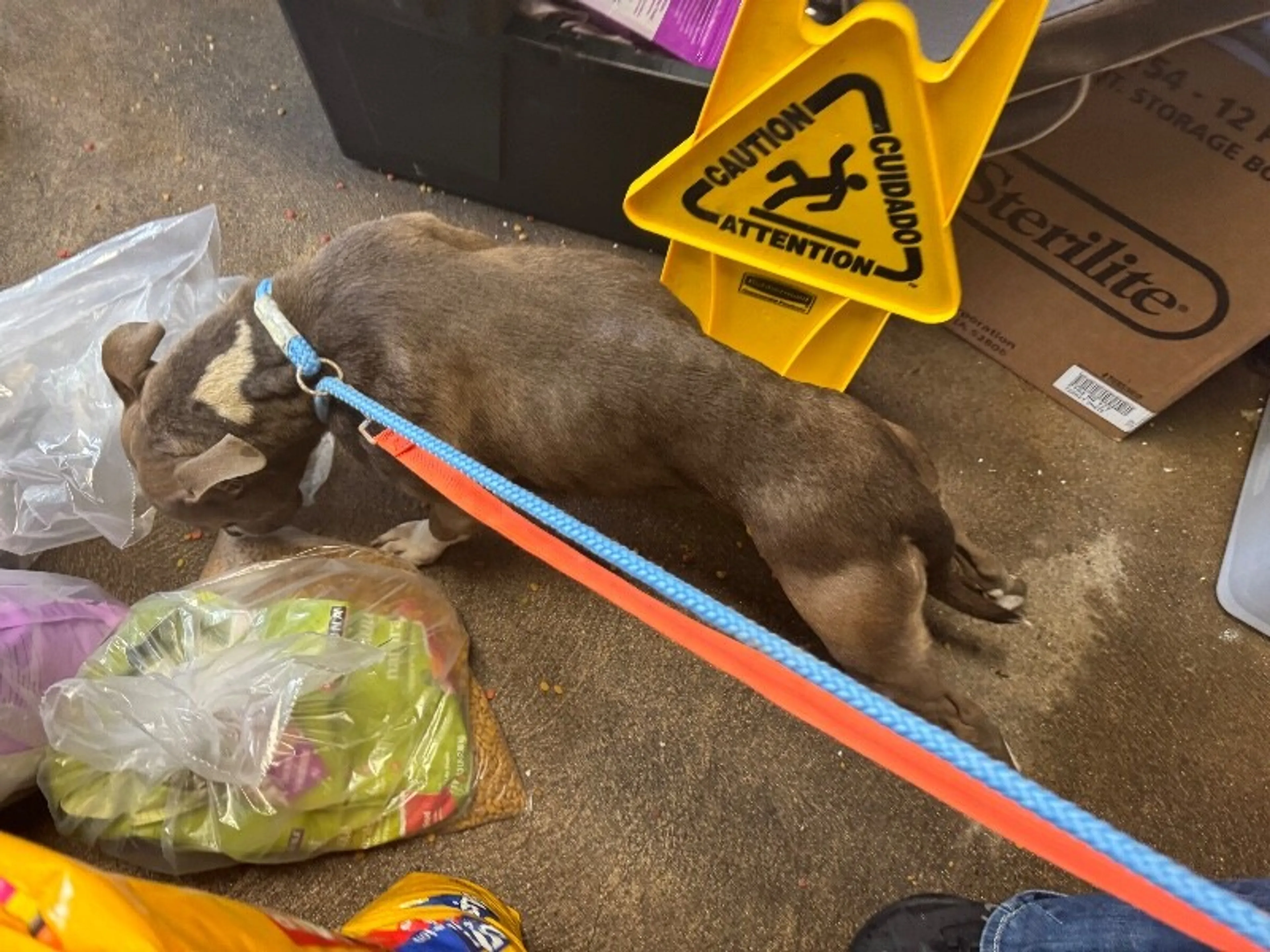 Found pet-1