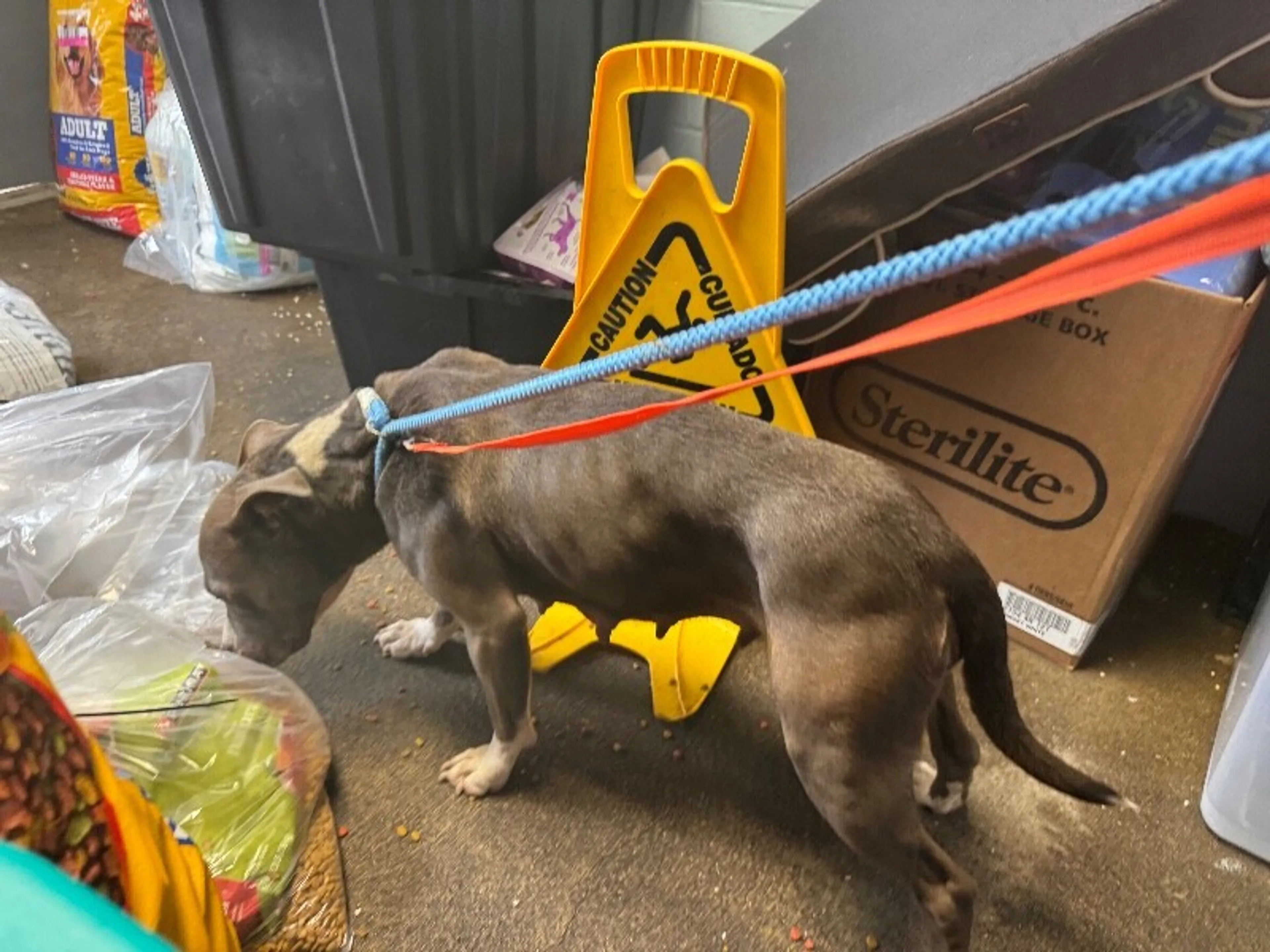 Found pet-3