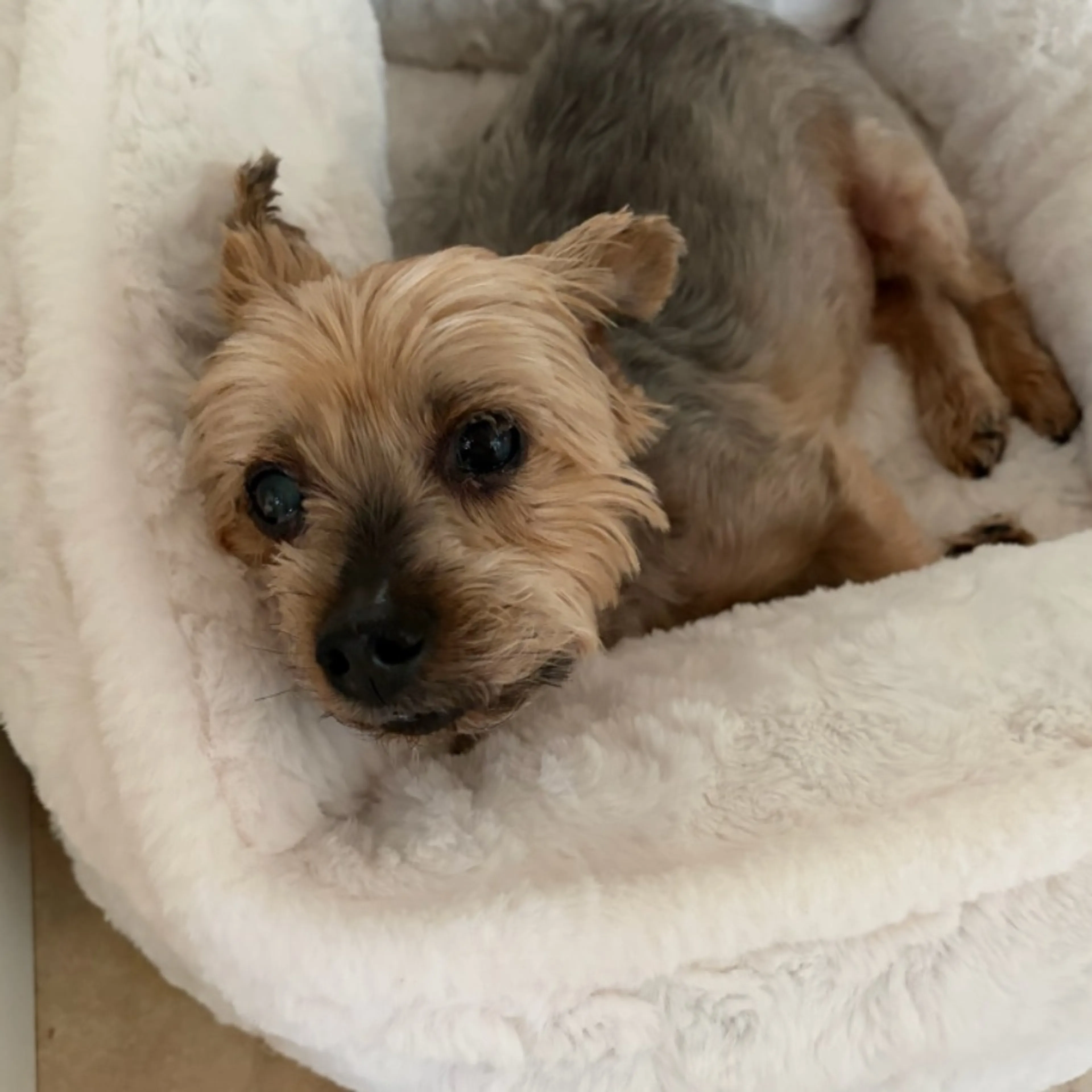 Lost pet
