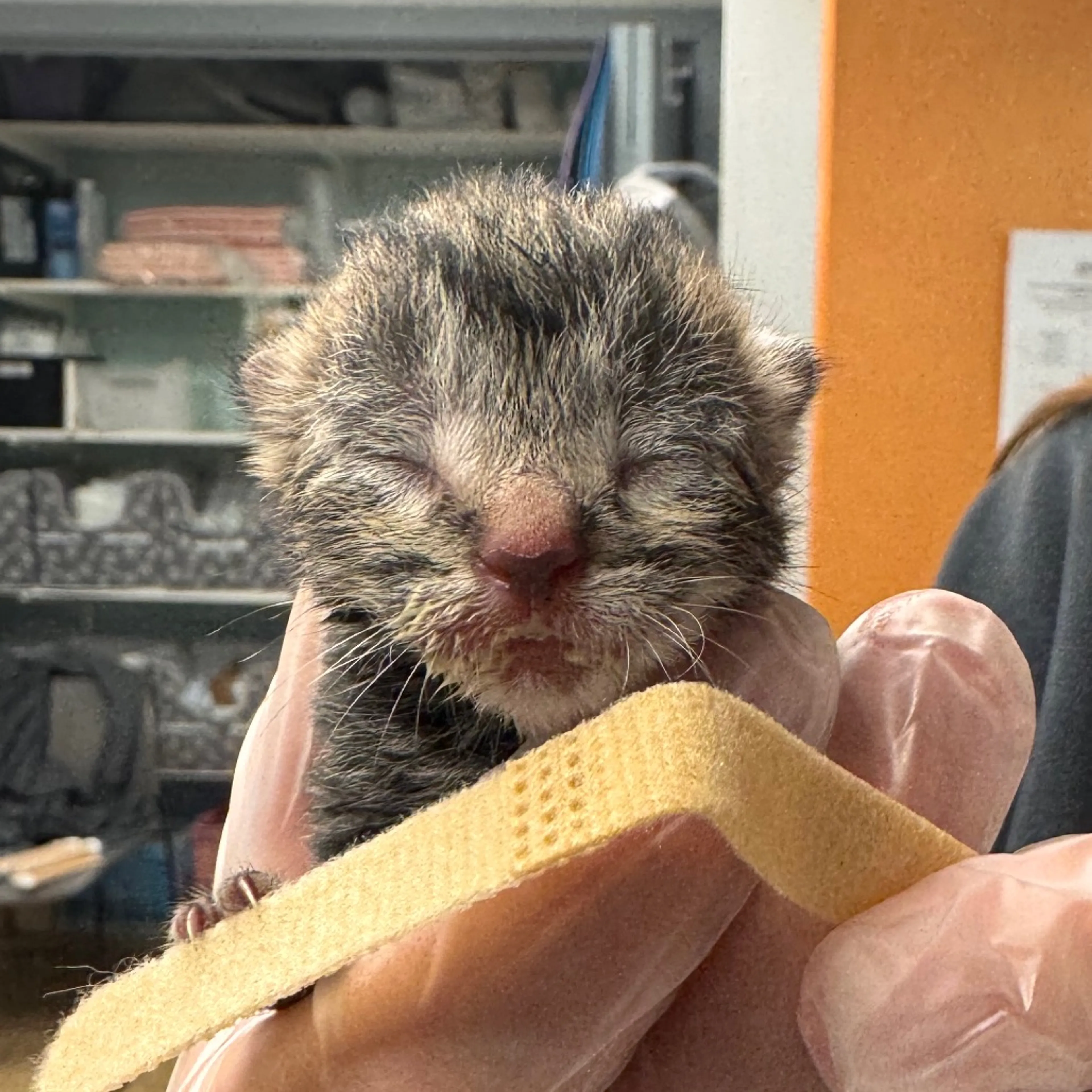 Found pet-1