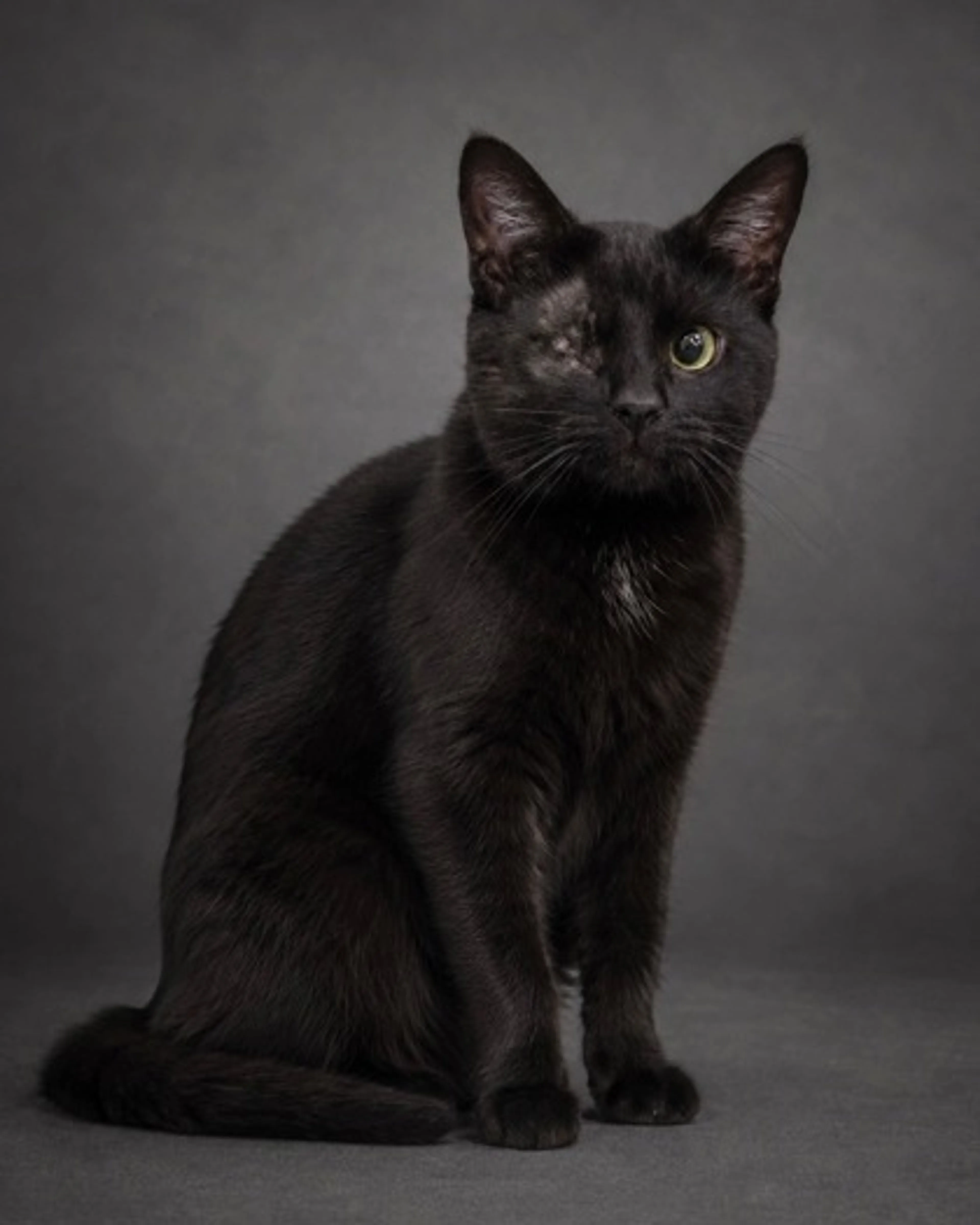Found pet
