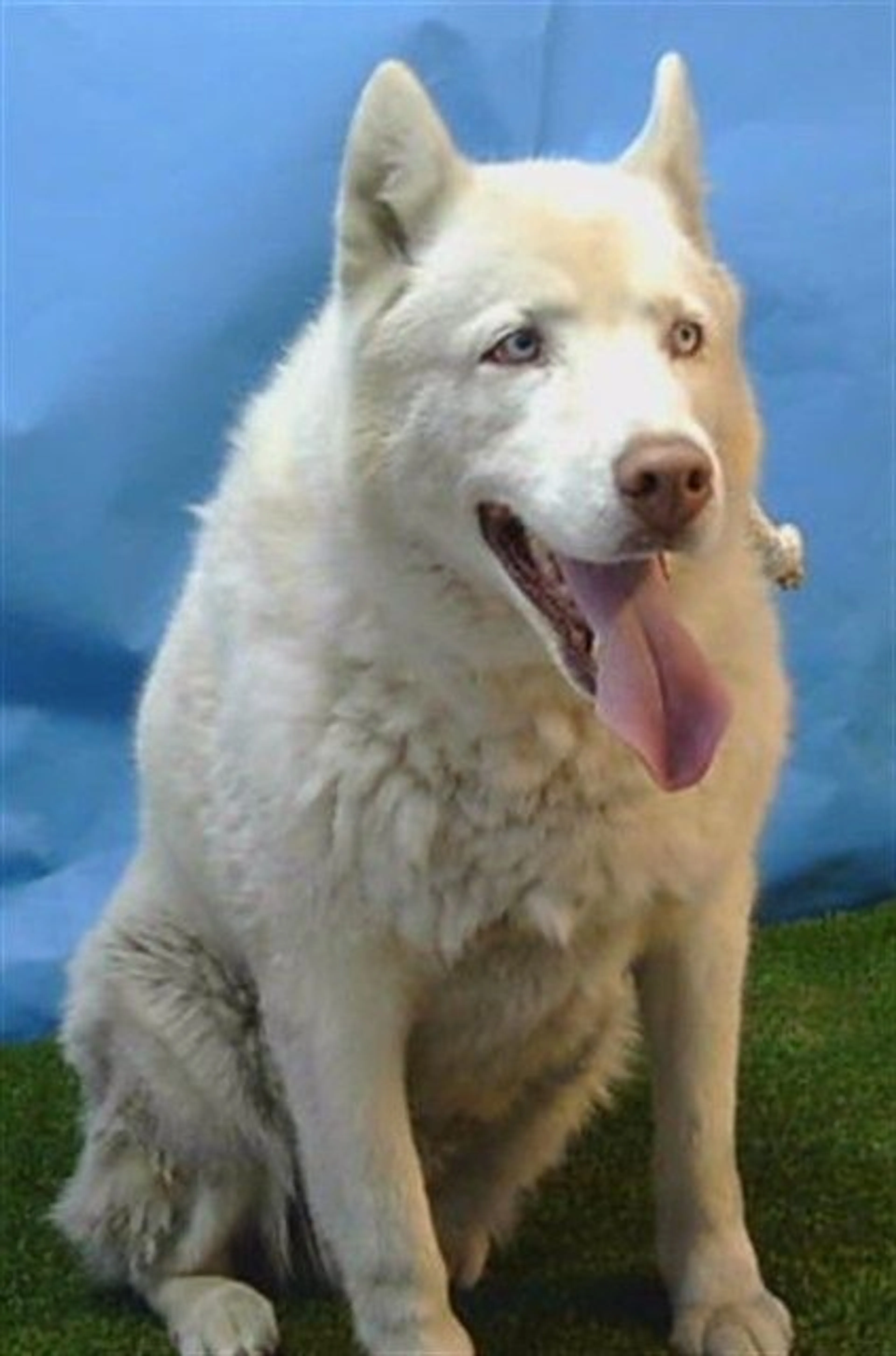 Found pet