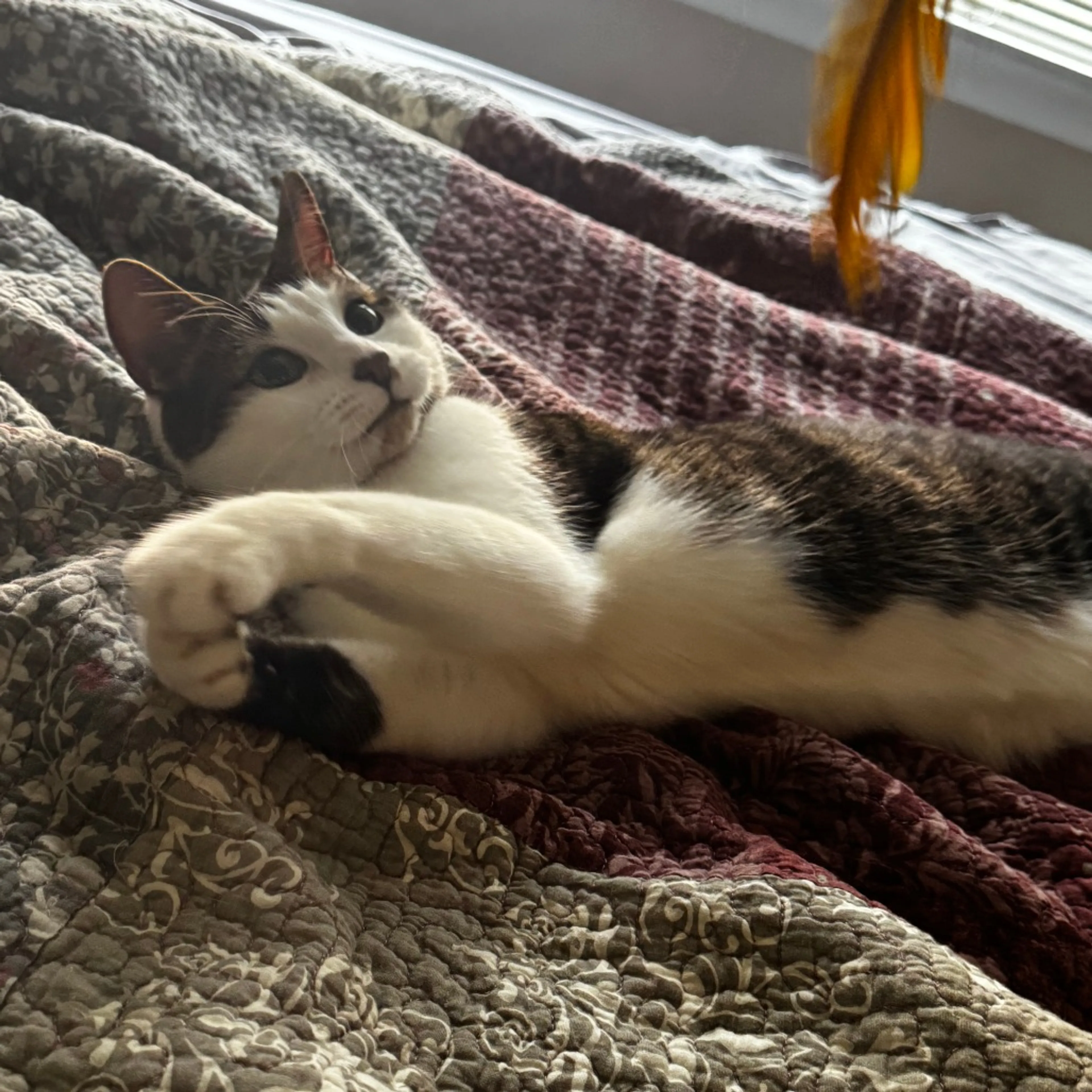 Found pet-1