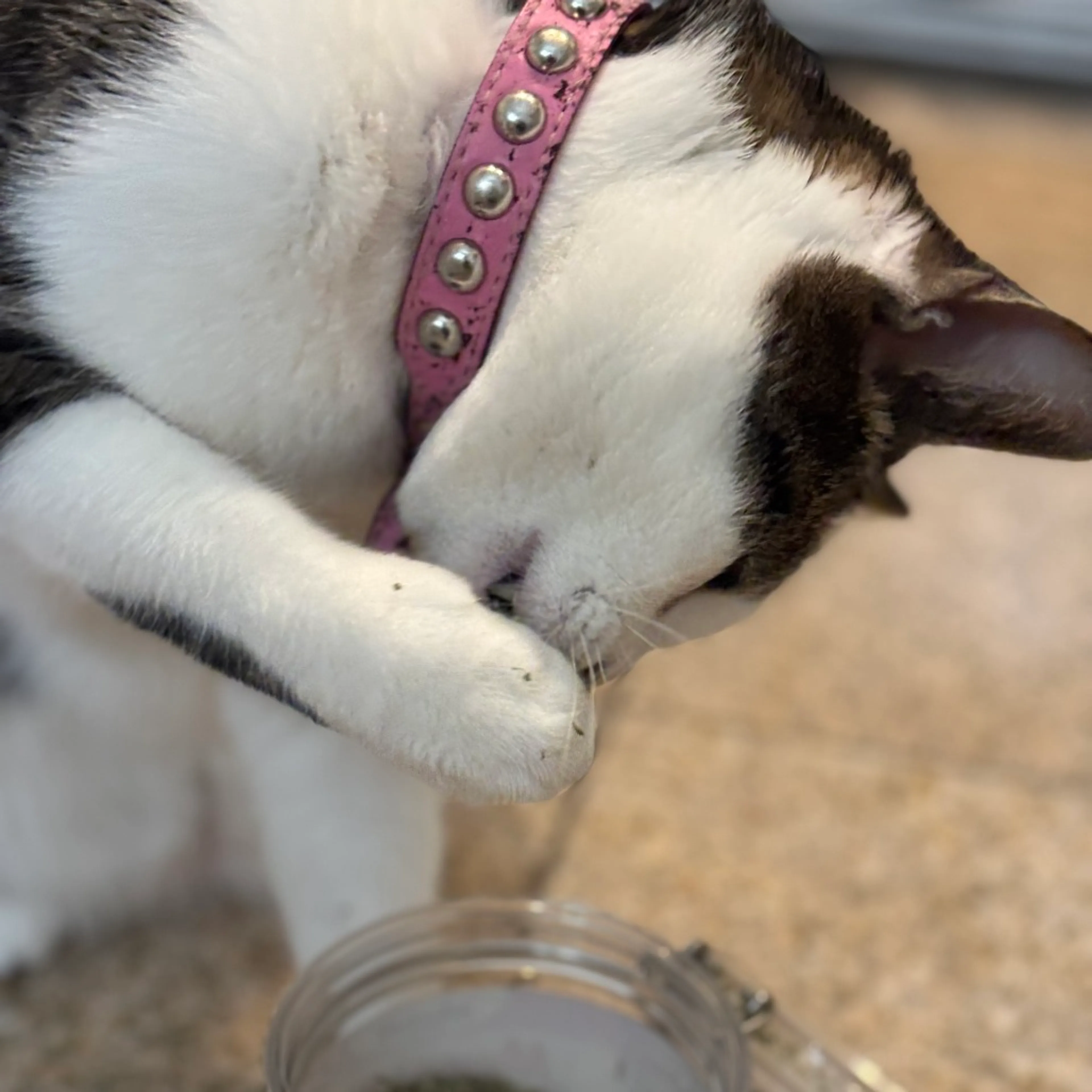 Found pet-3