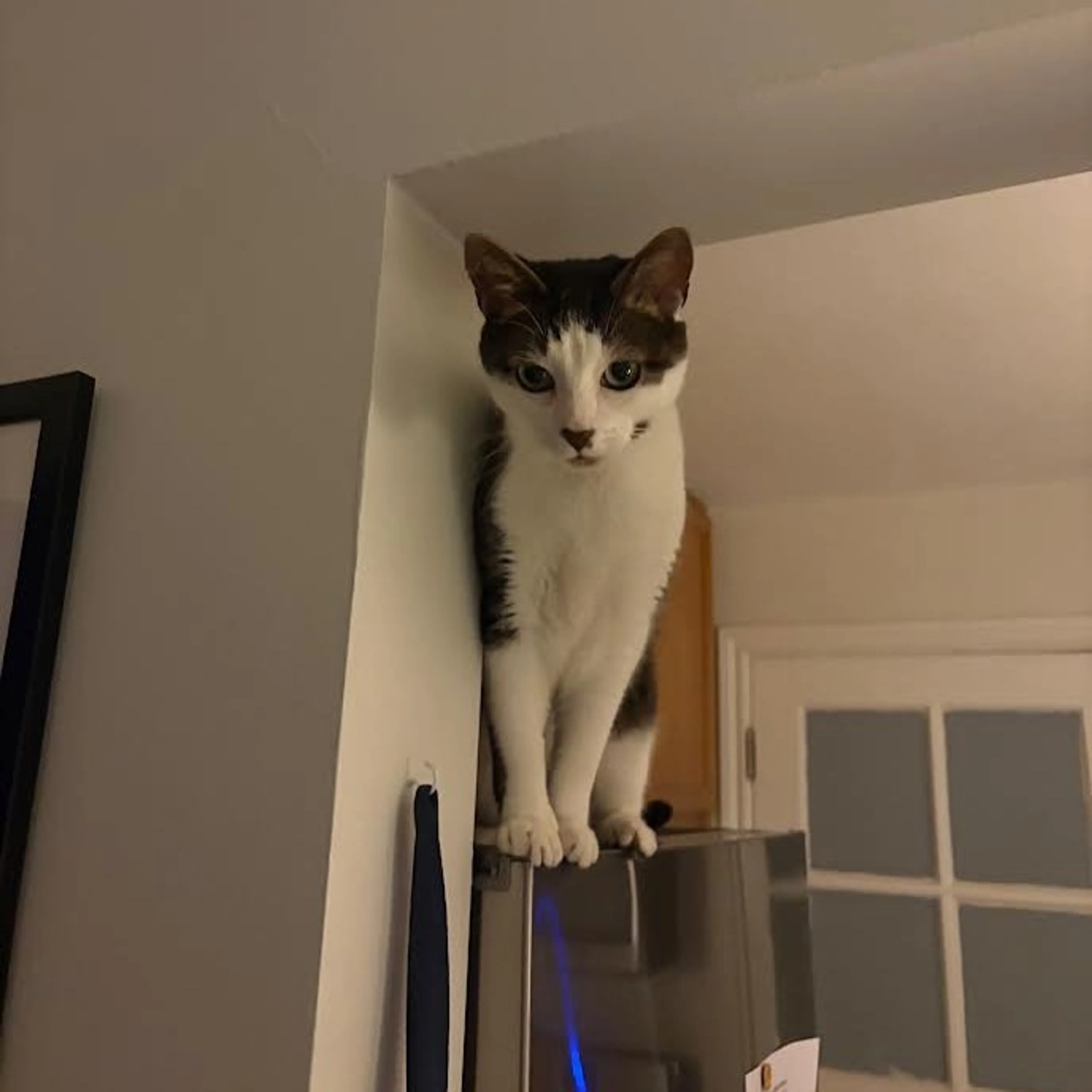 cdn image