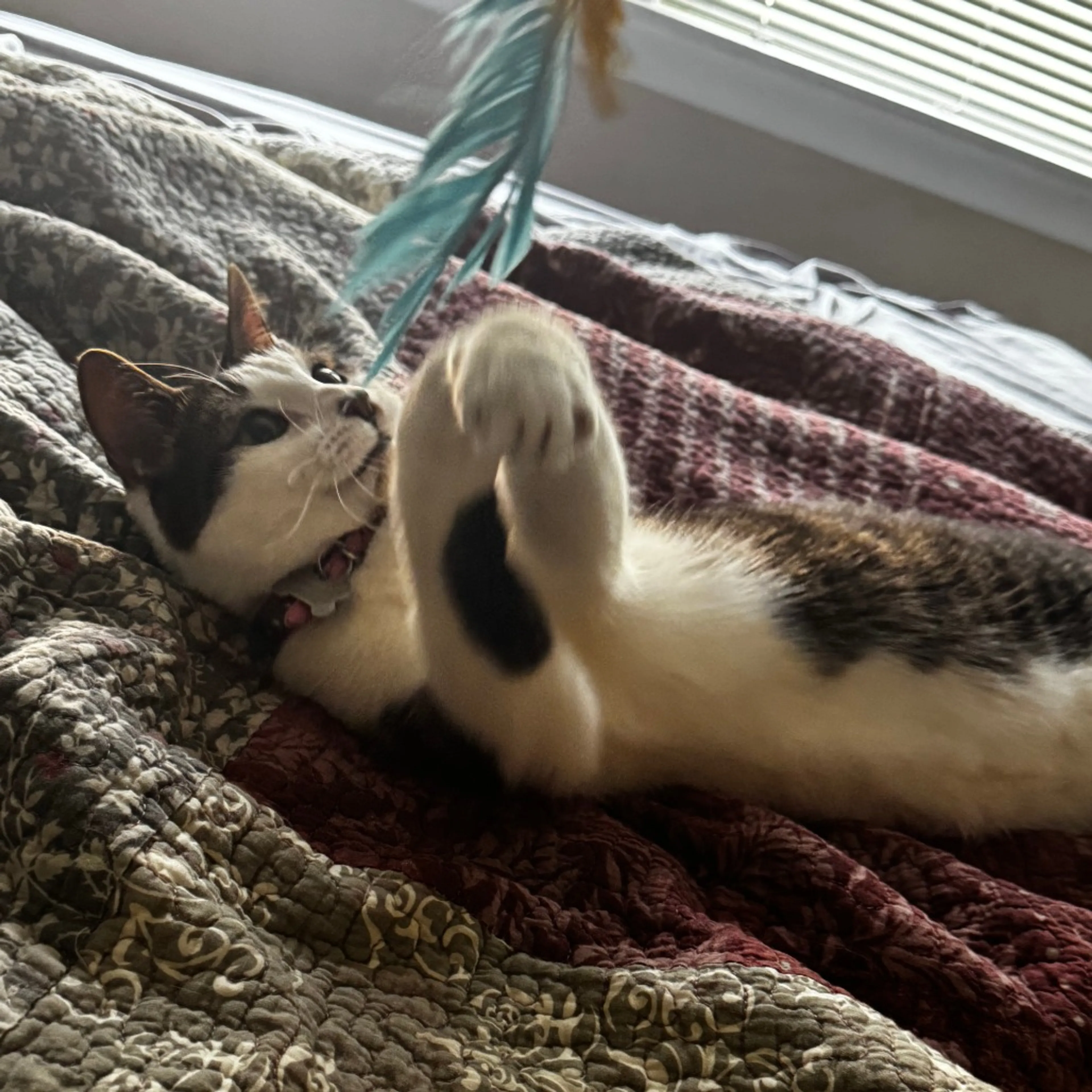 Found pet-2
