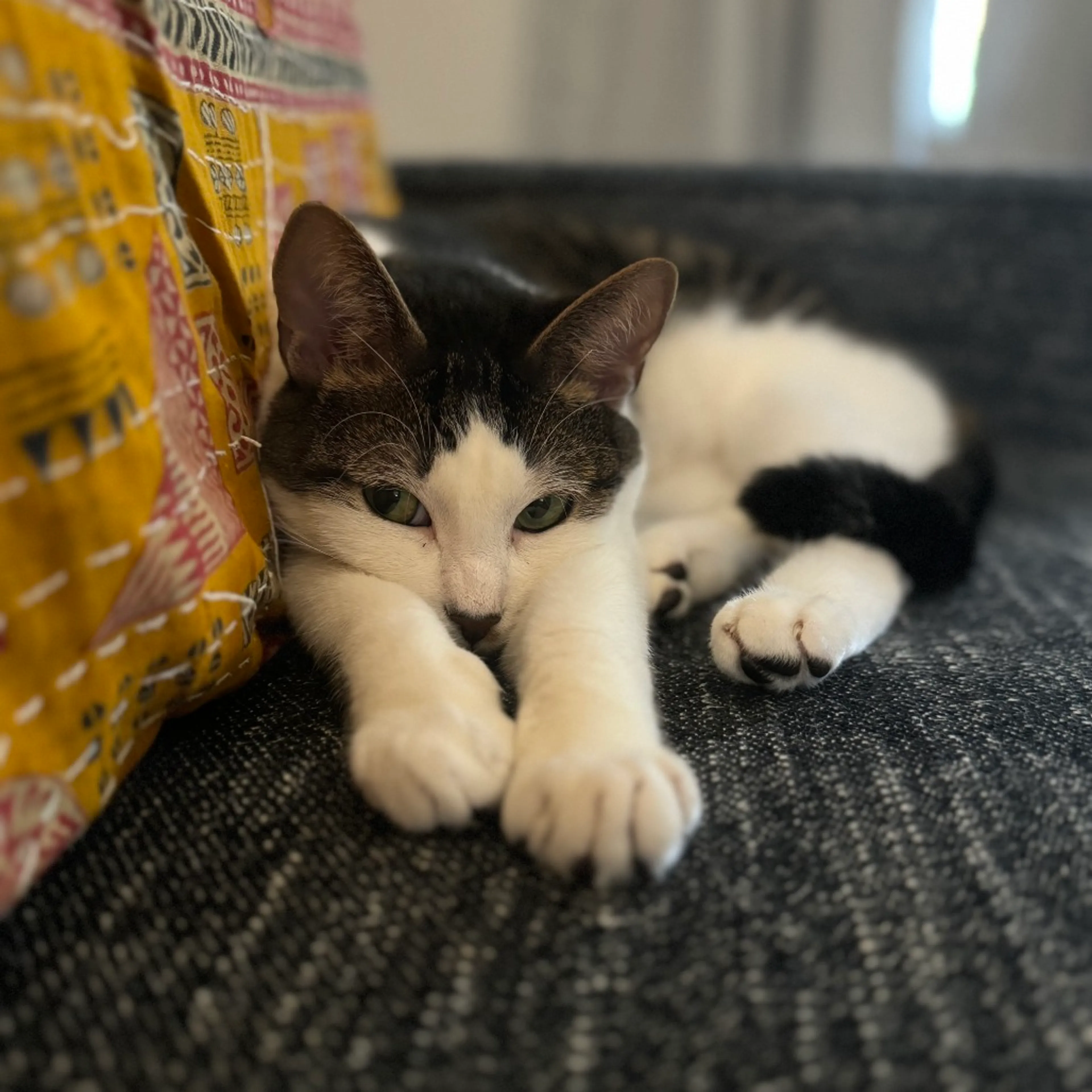 Found pet-0