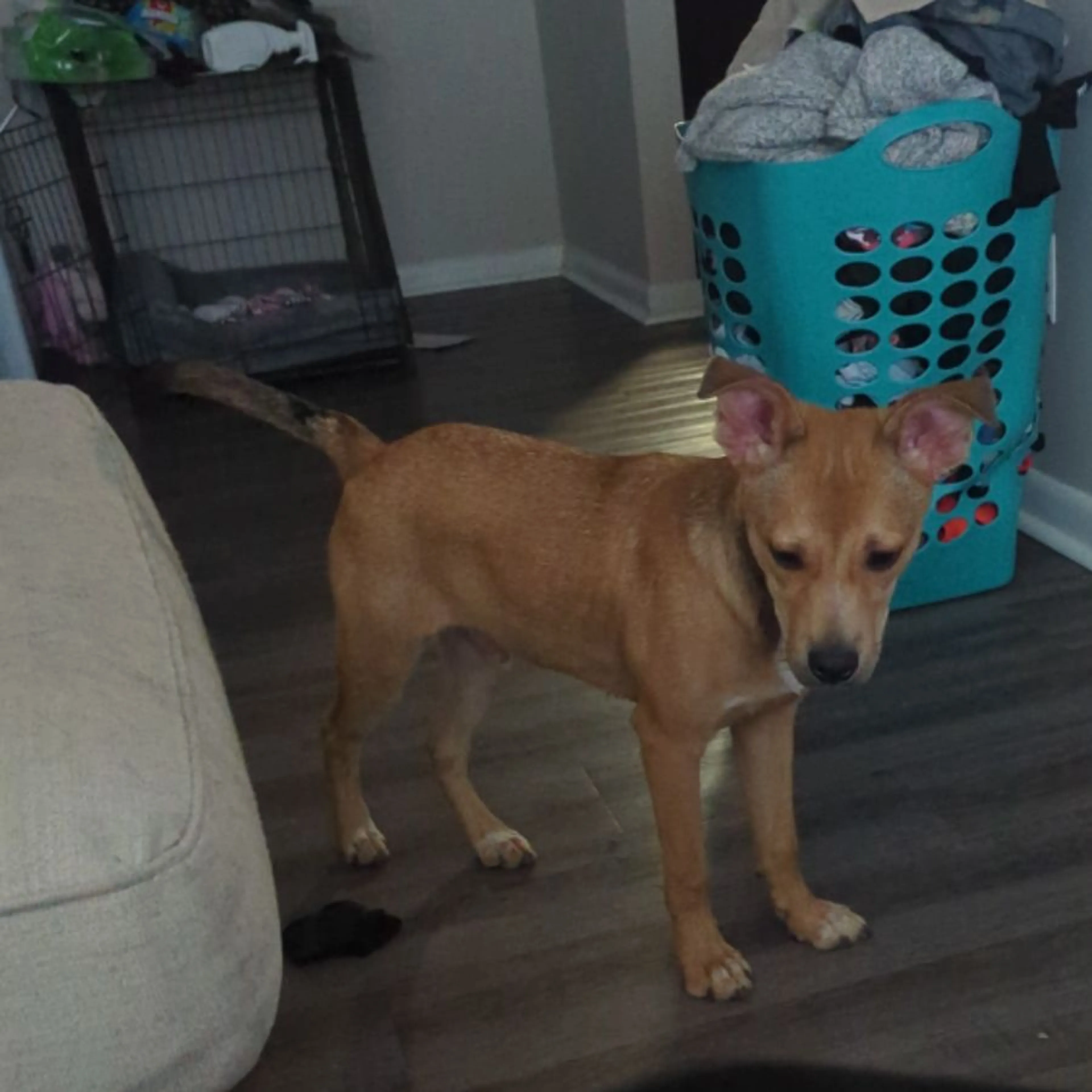 Found pet