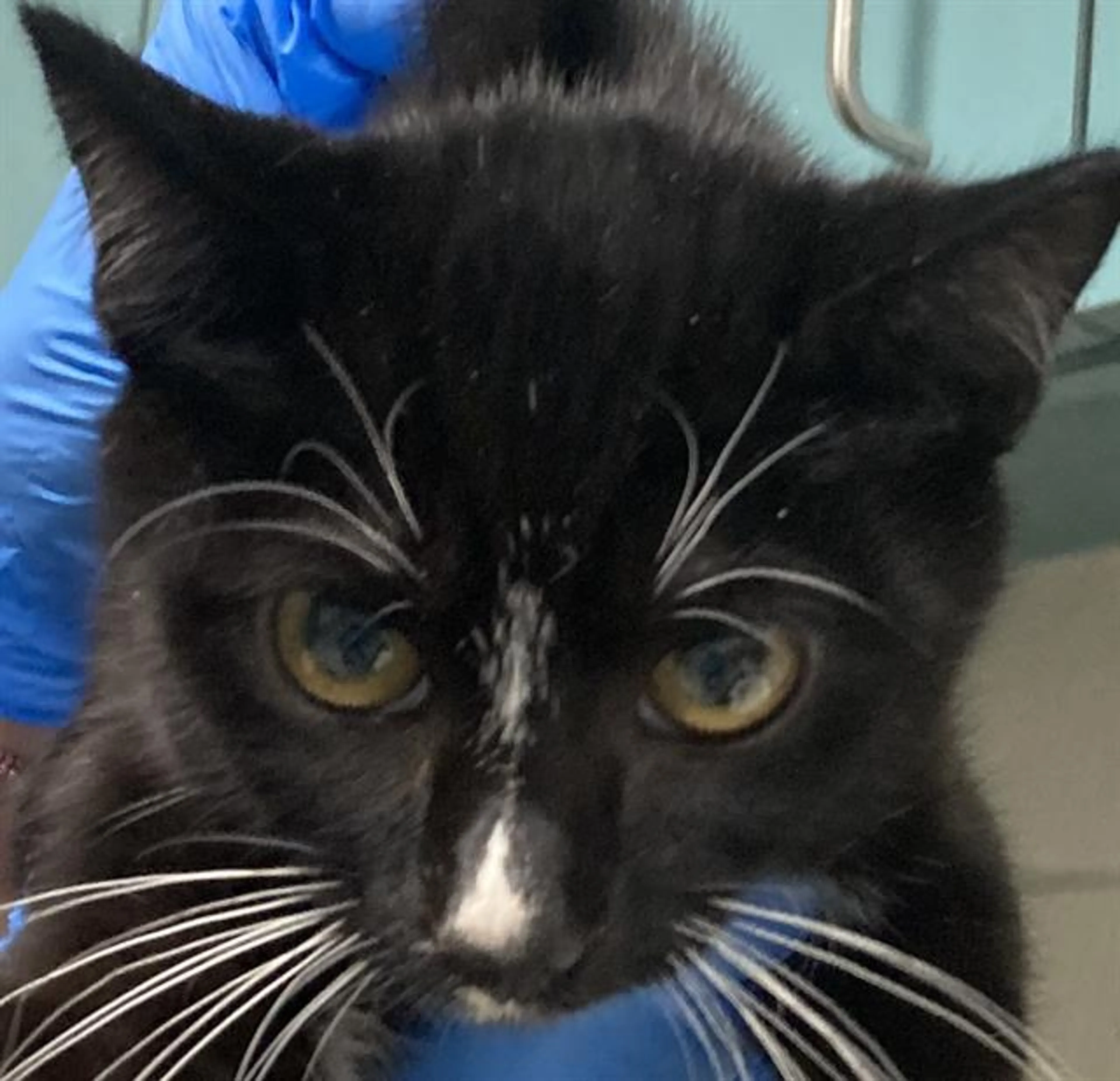 Found pet