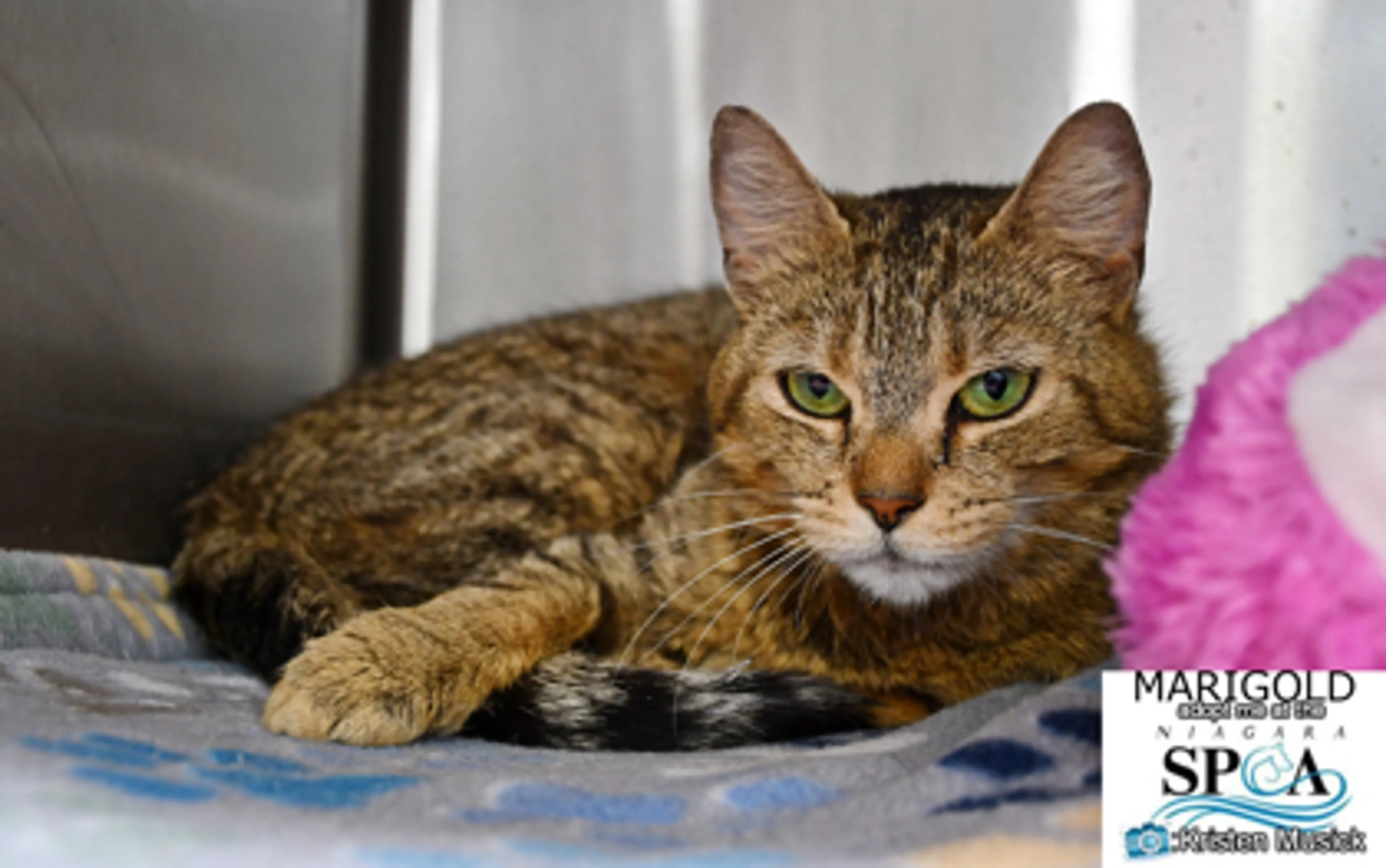 cdn image