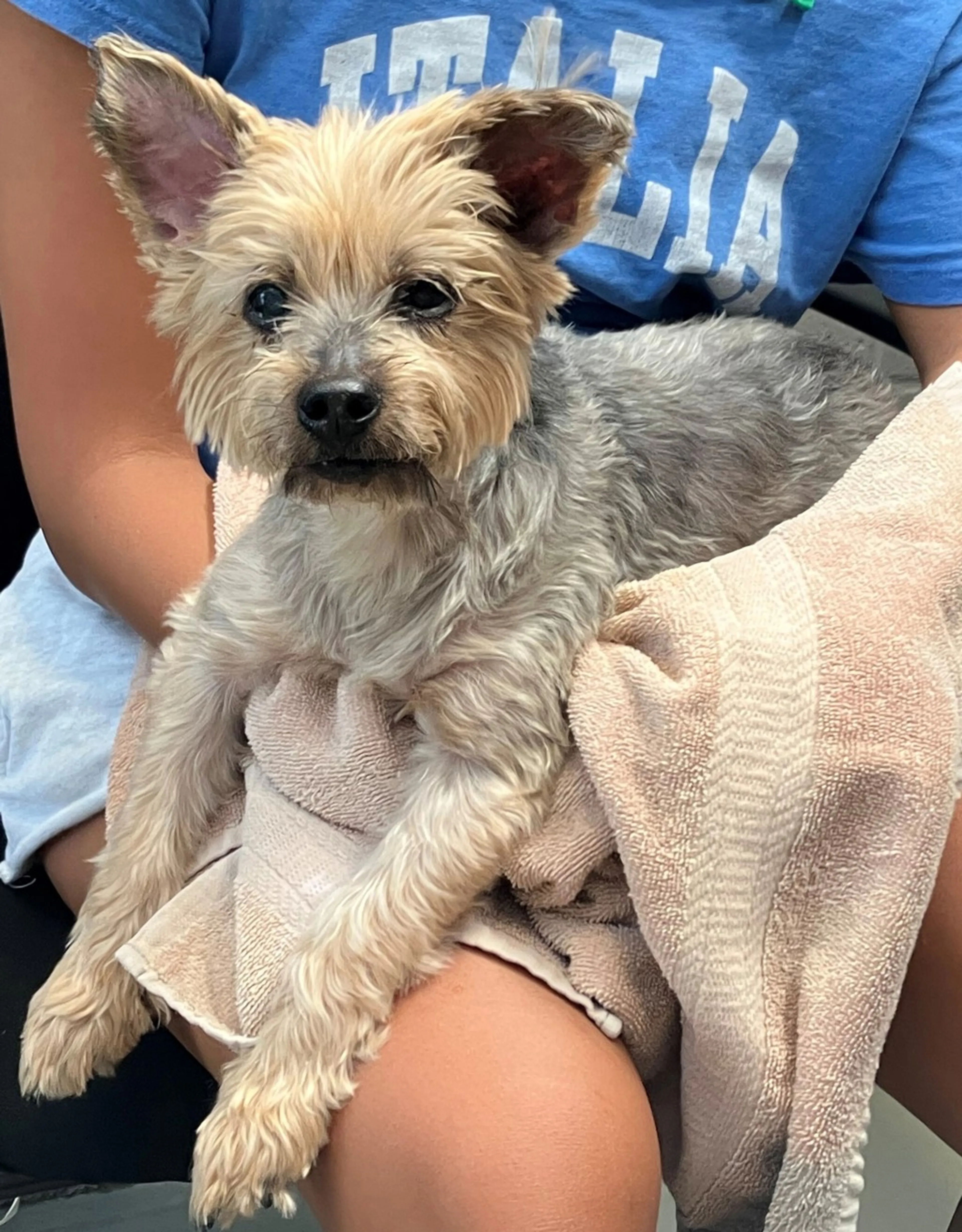 Found pet