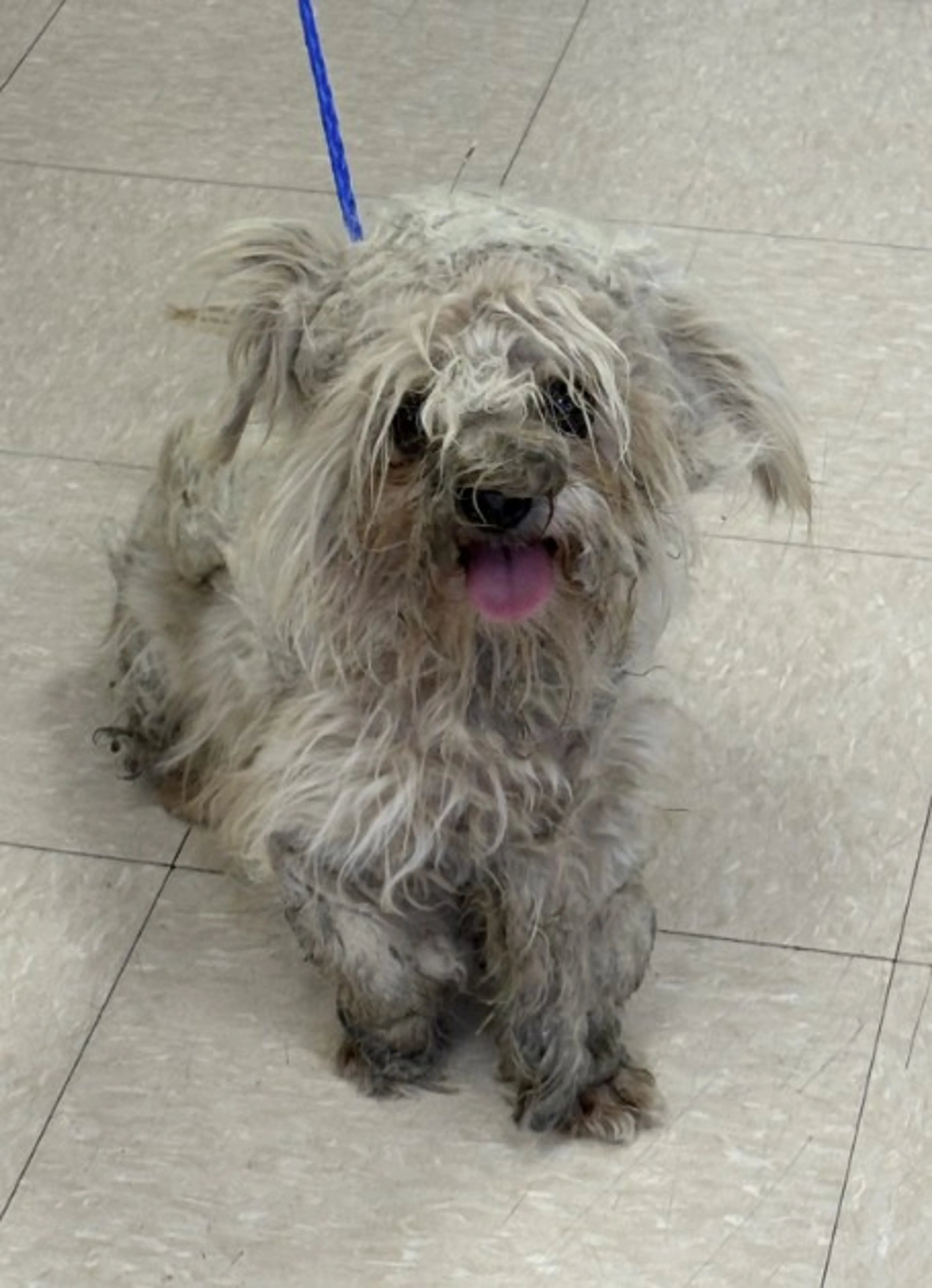 Found pet