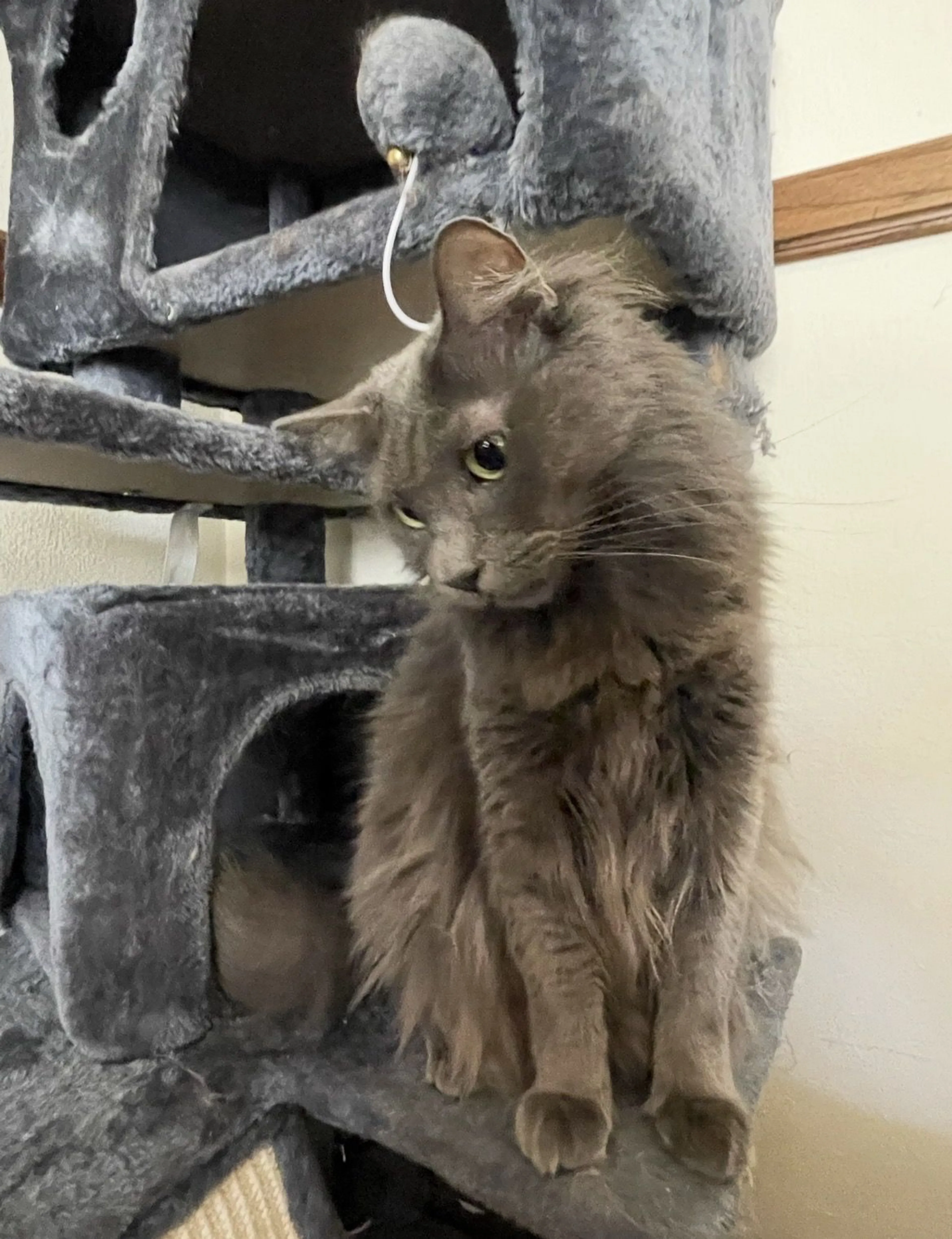 Lost pet-1