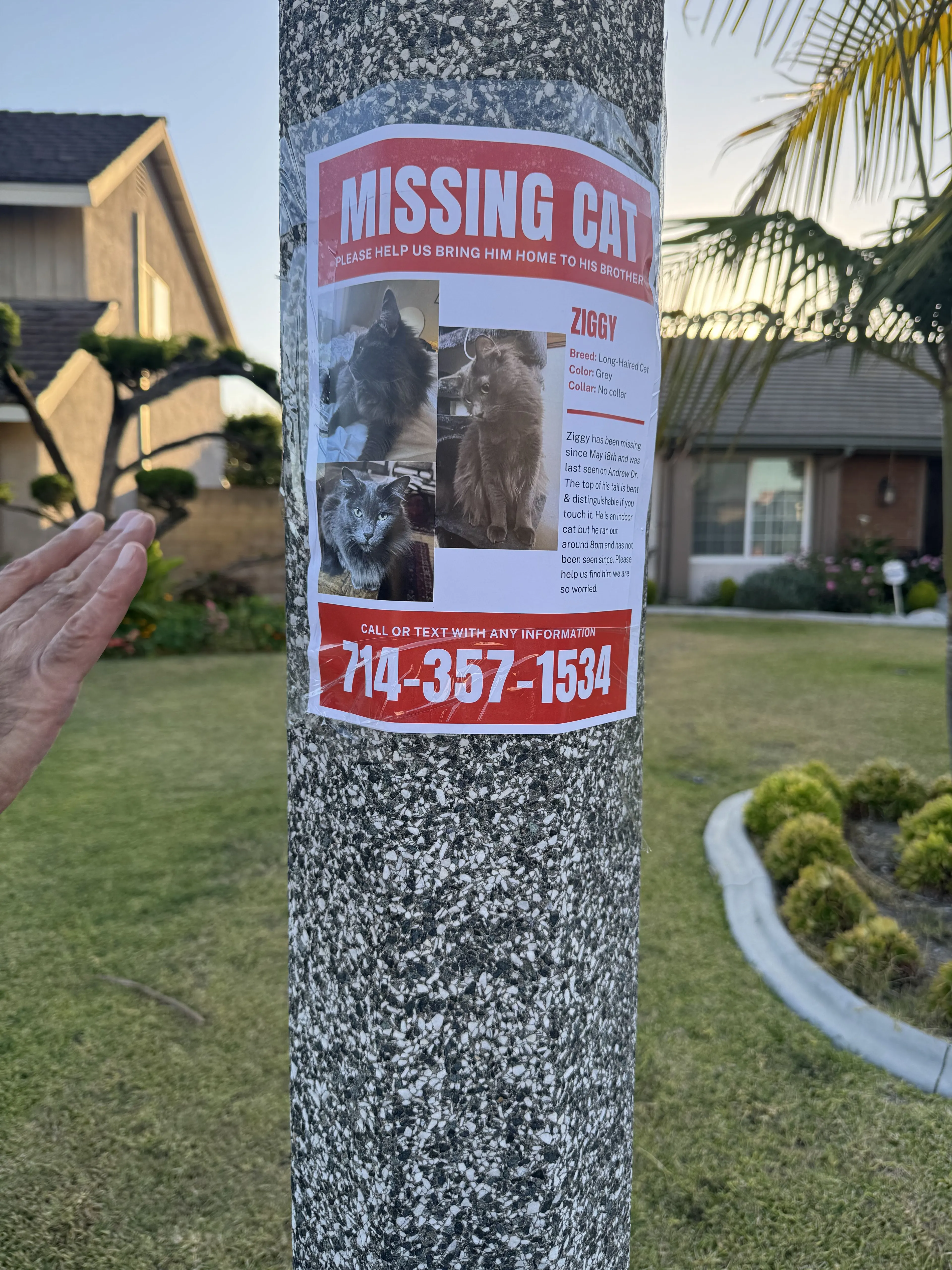 Lost pet-2