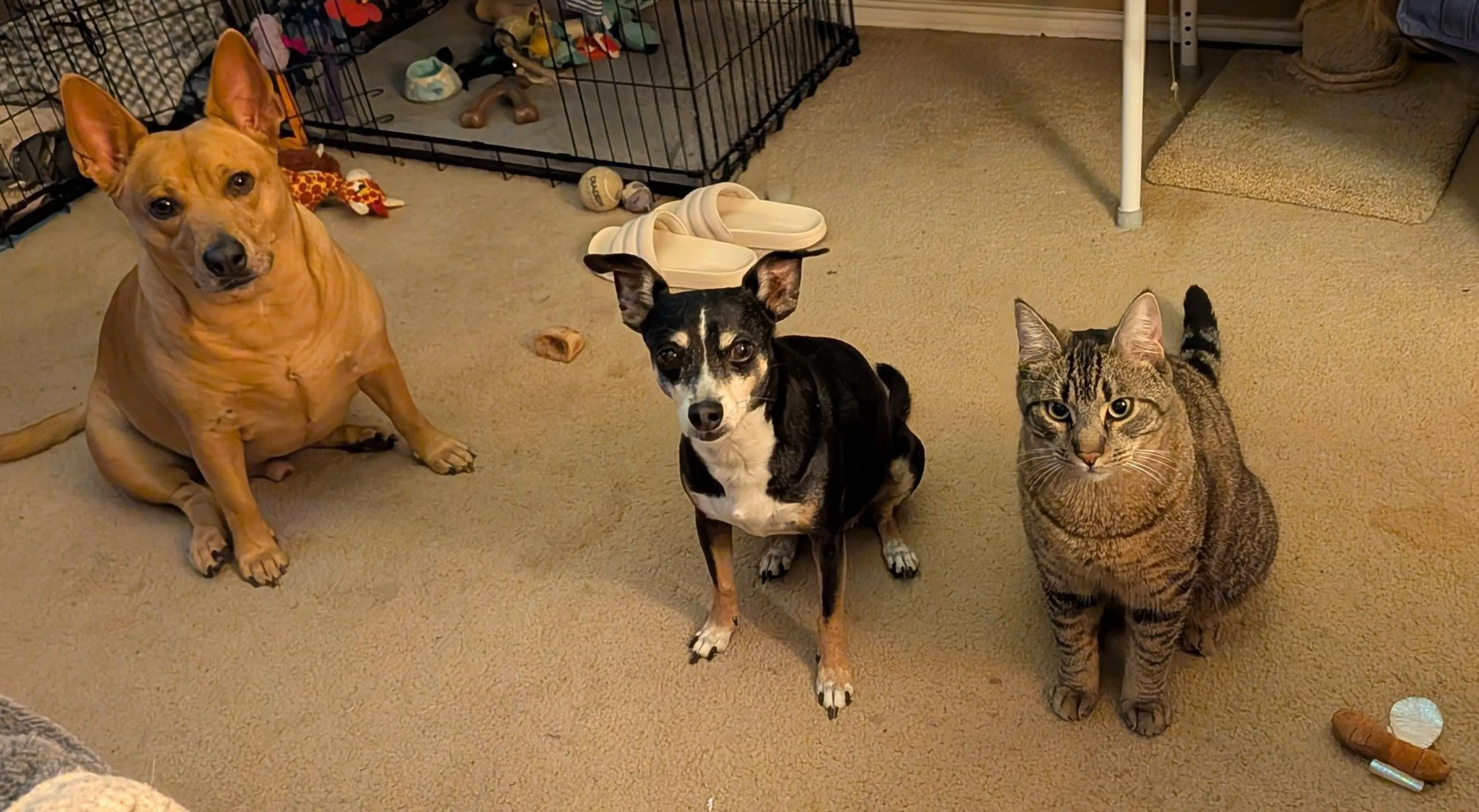 Lost pet-1