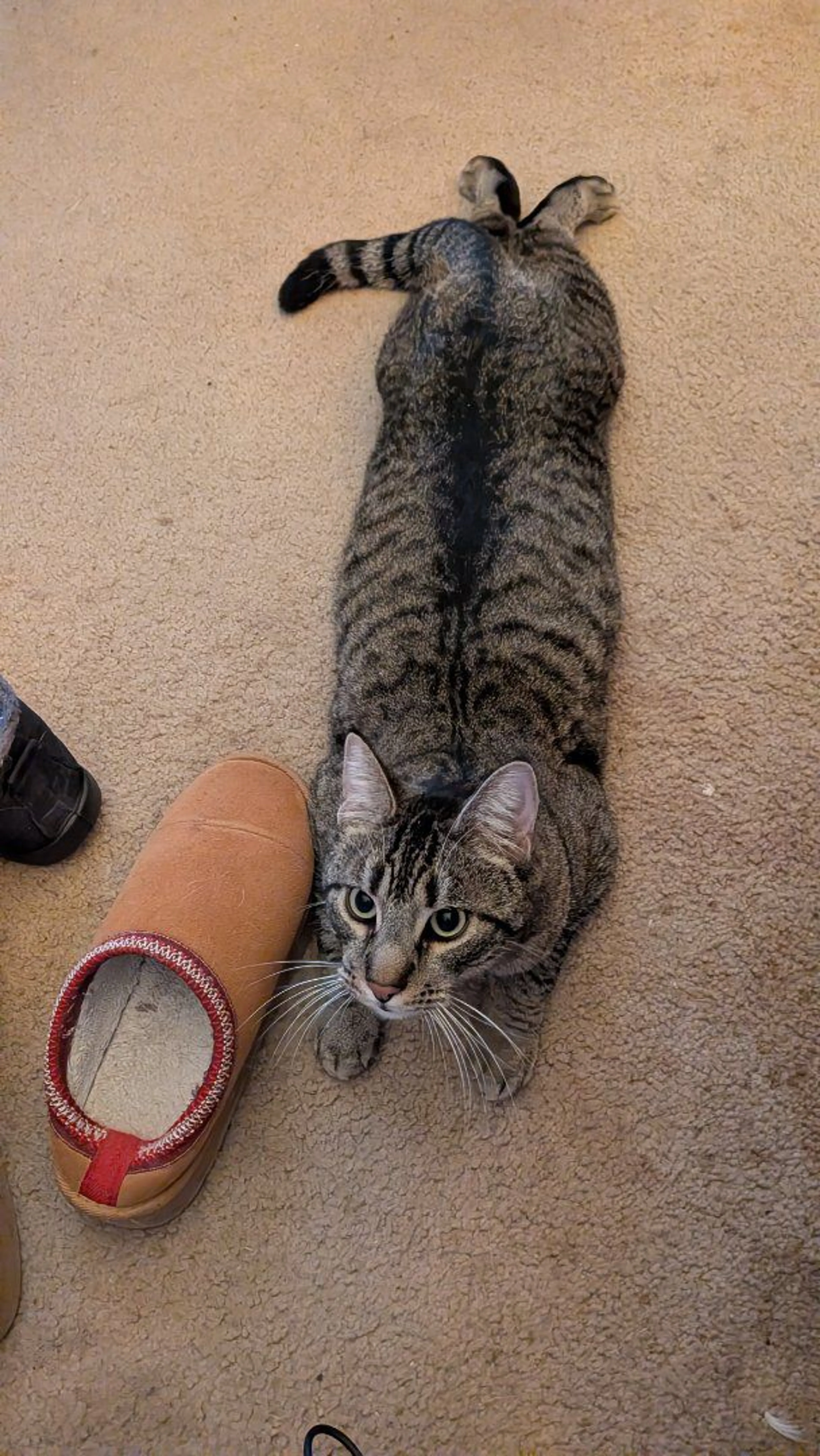 Lost pet-4