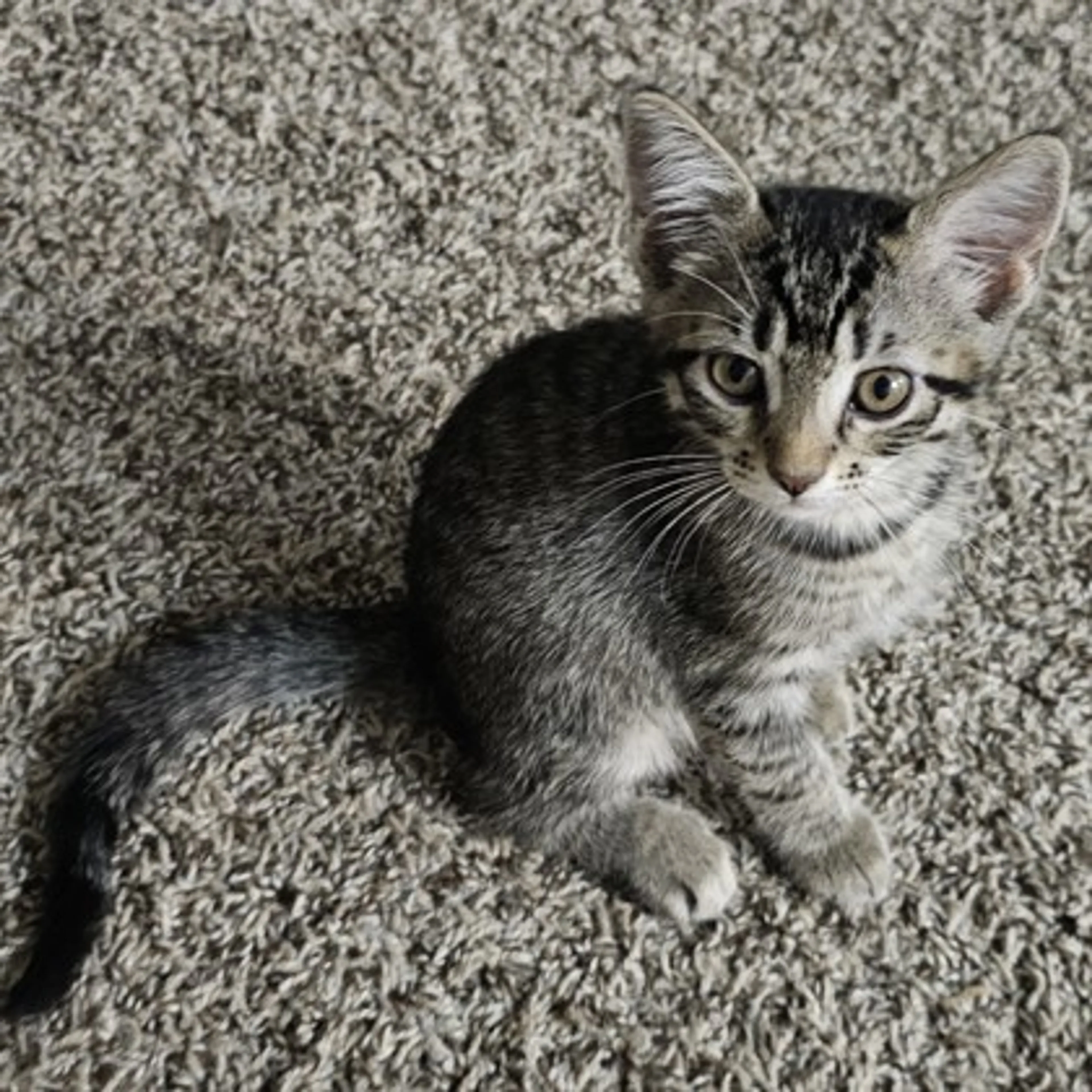 Found pet
