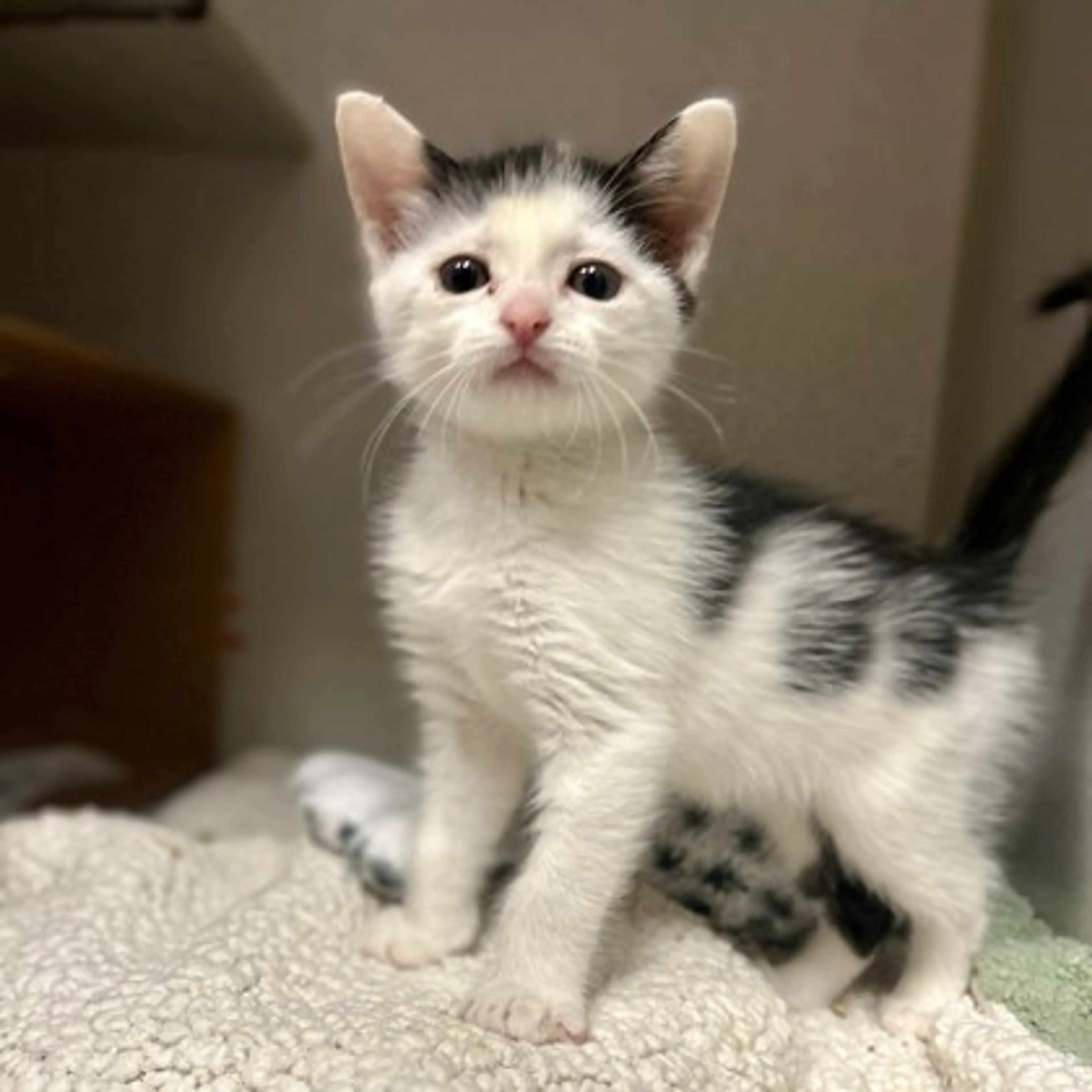 Found pet-2