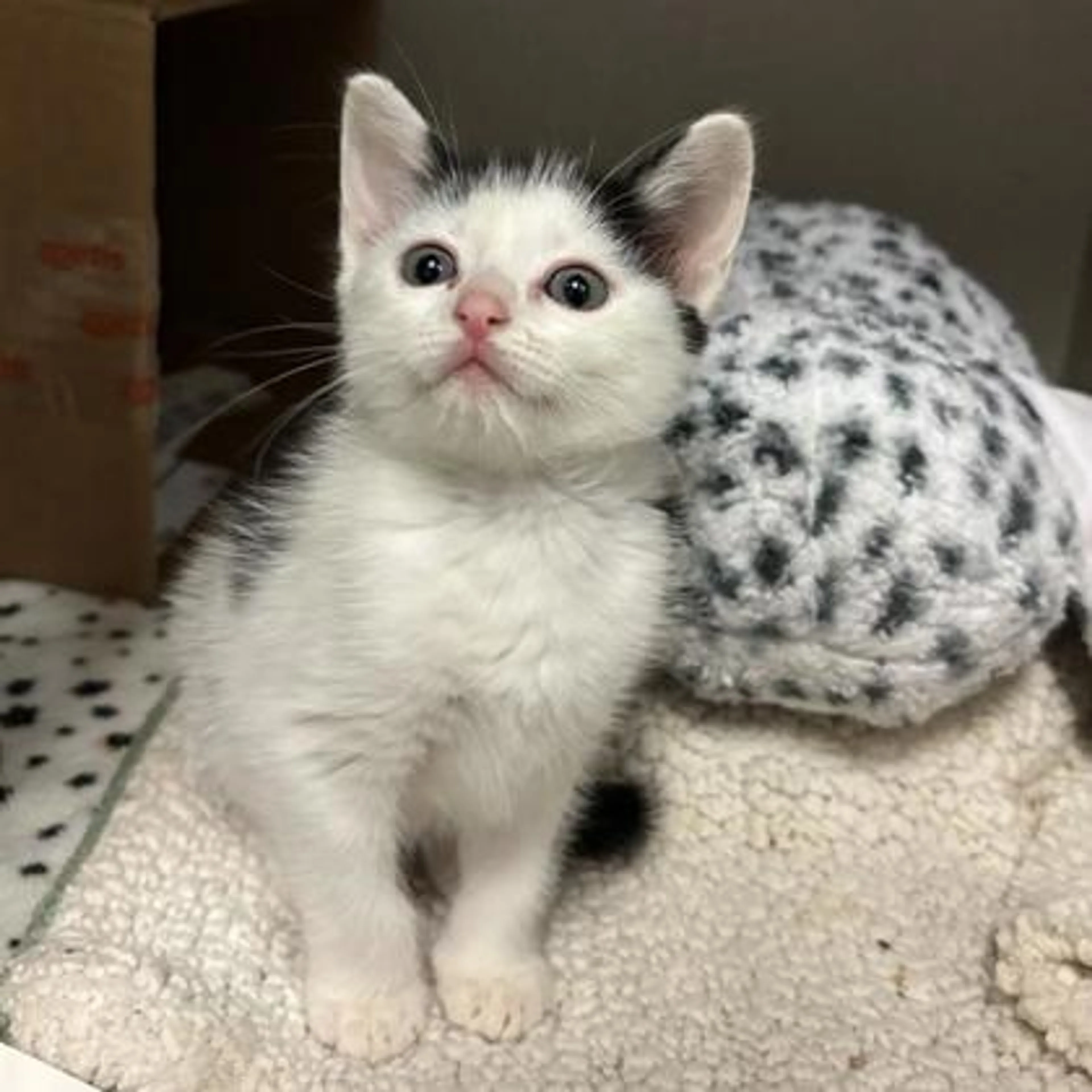 Found pet-1