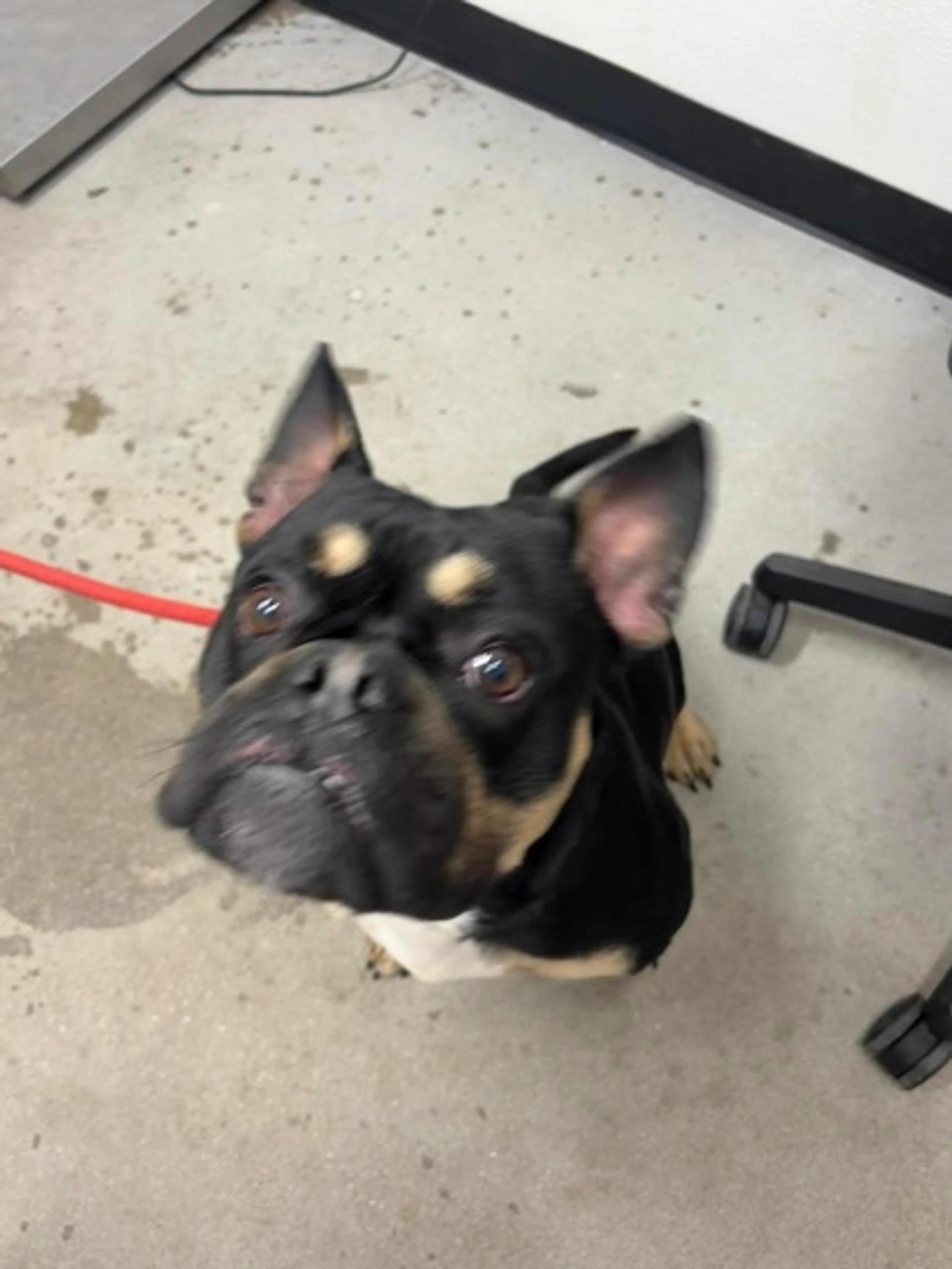 Found pet