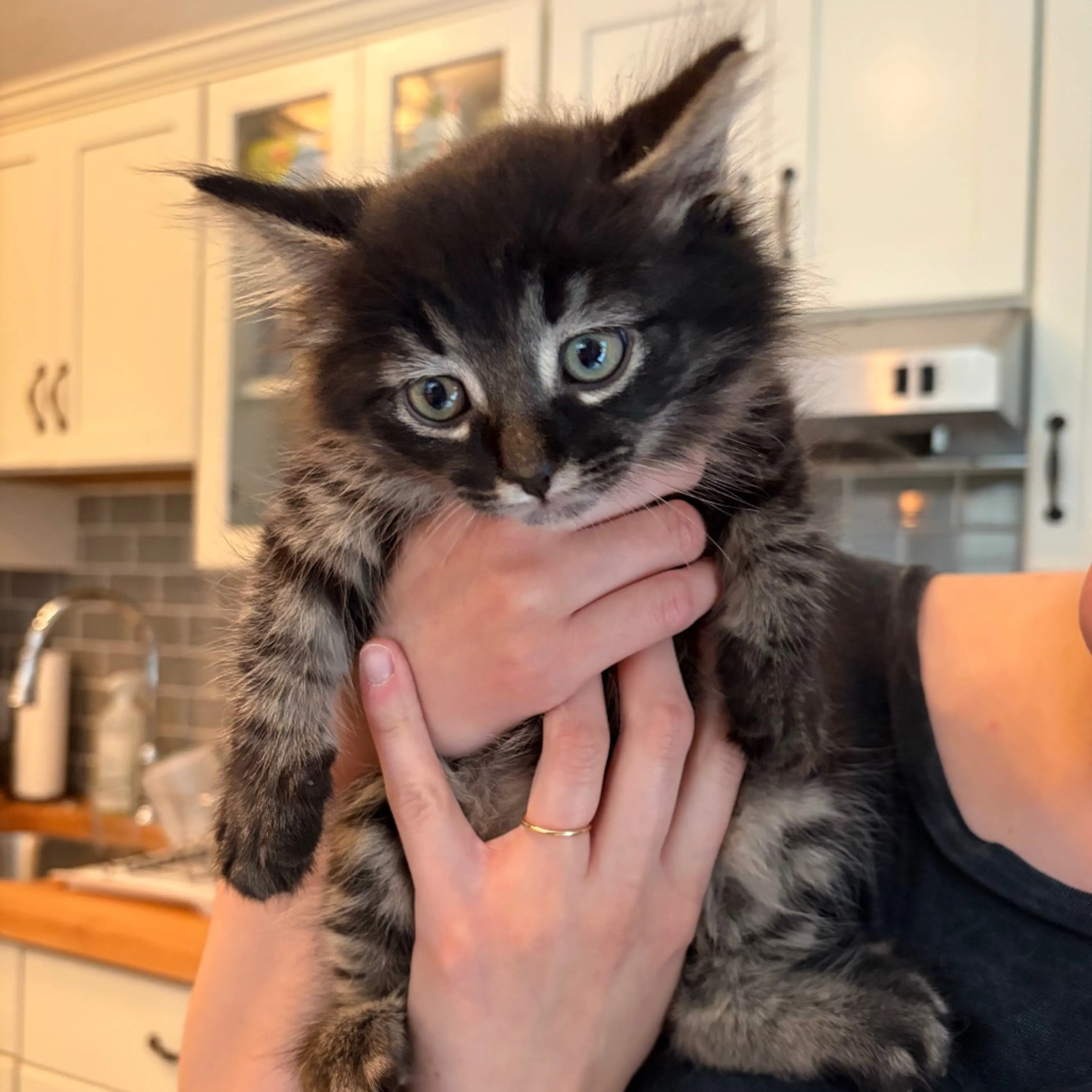 Found pet-2