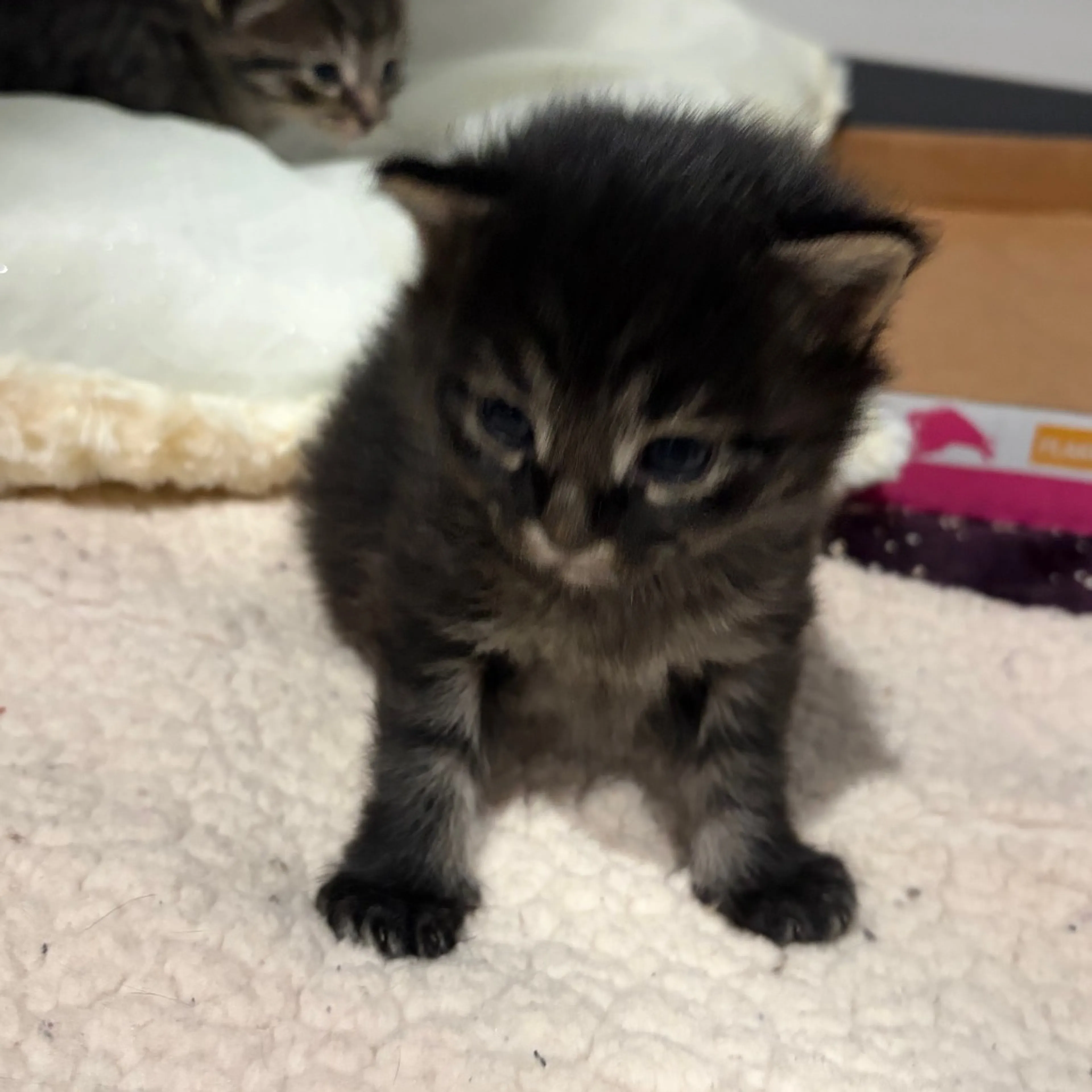 Found pet-1