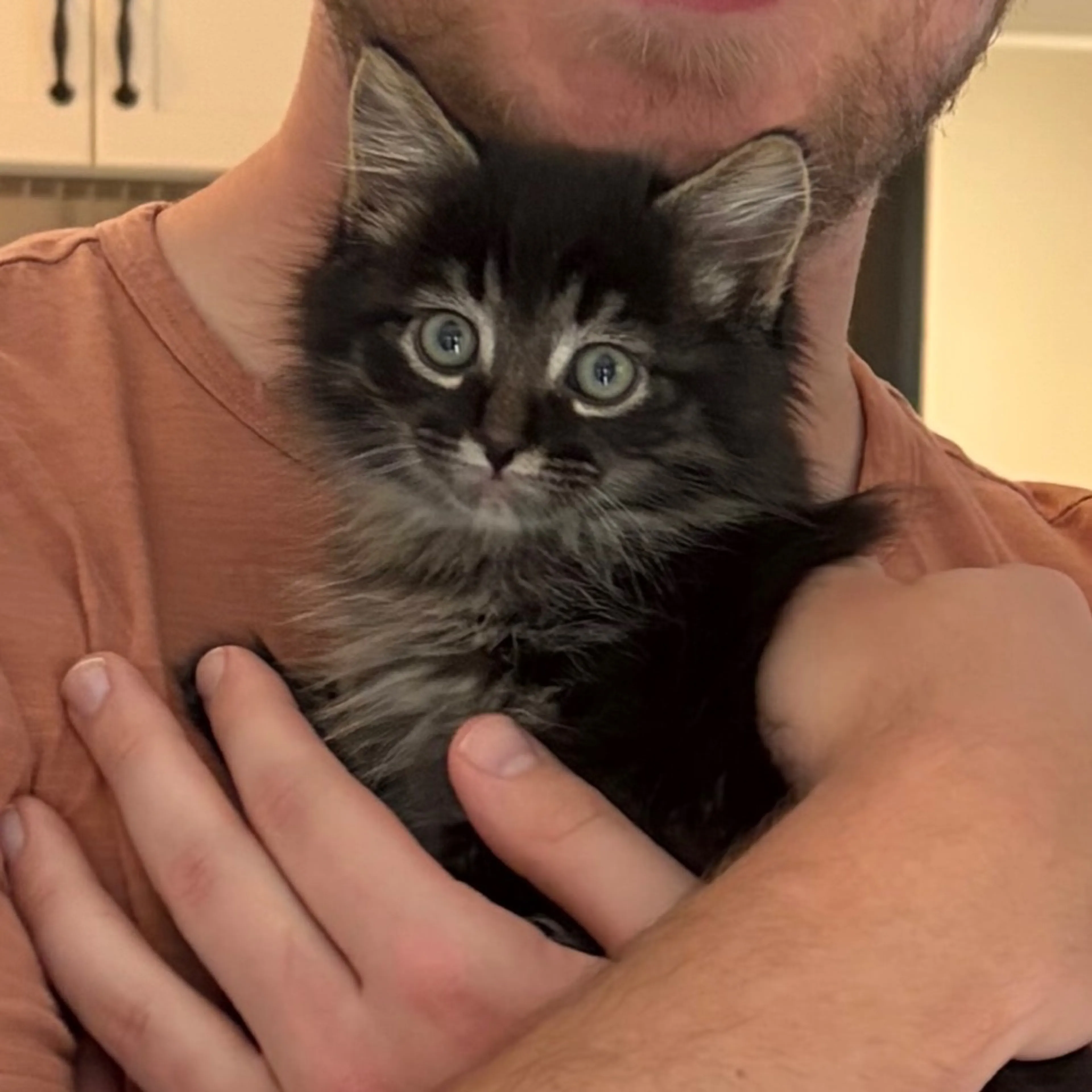 Found pet-0