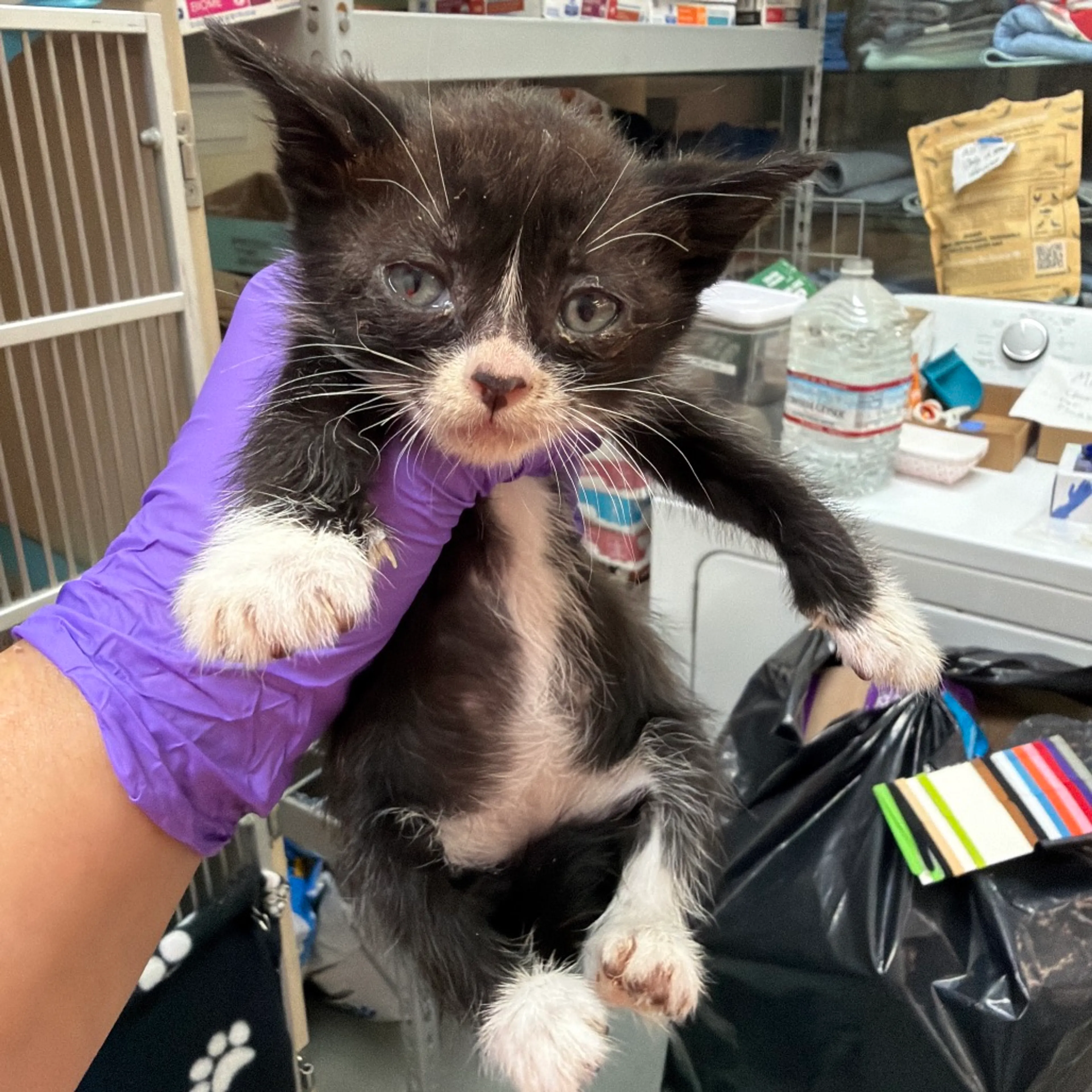 Found pet