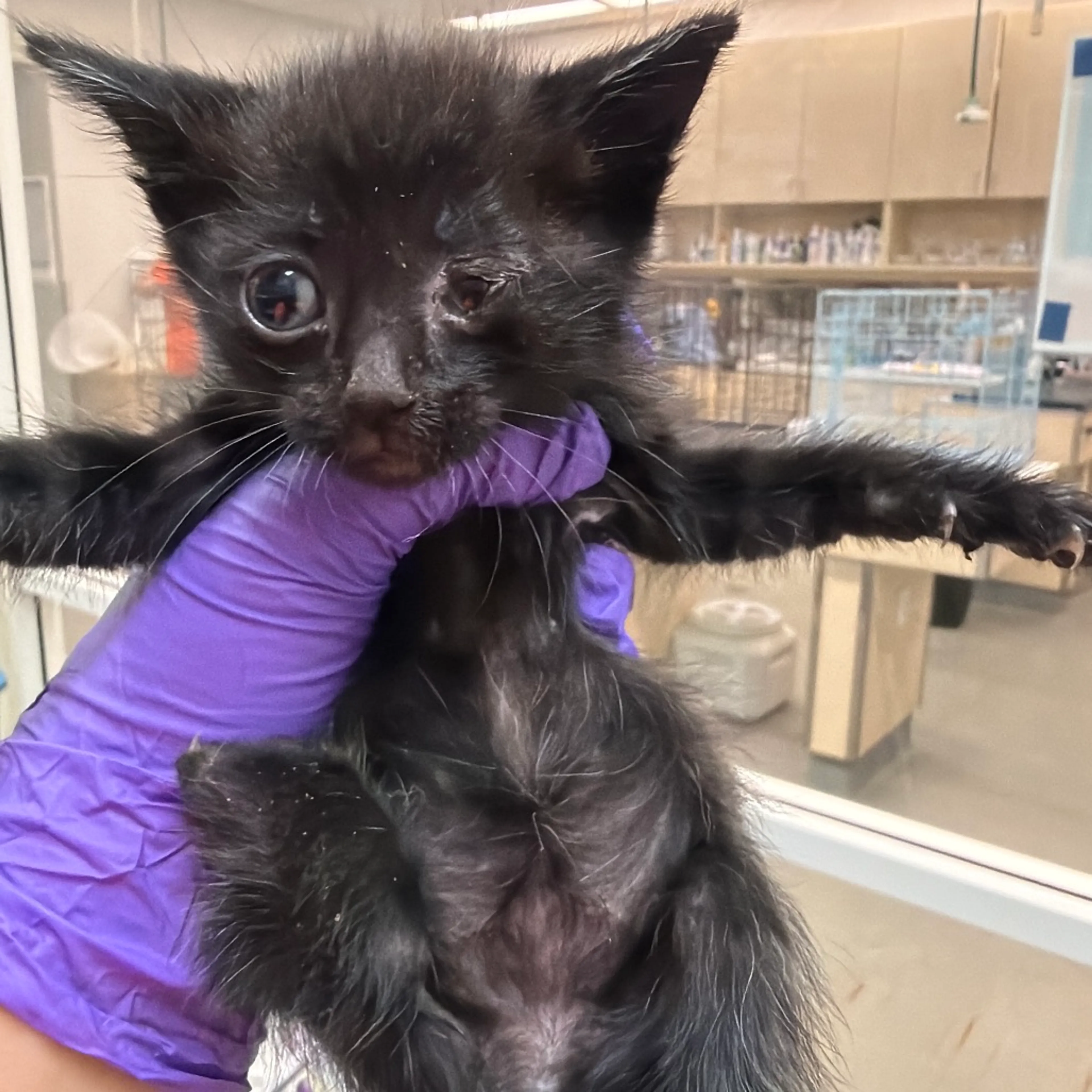 Found pet