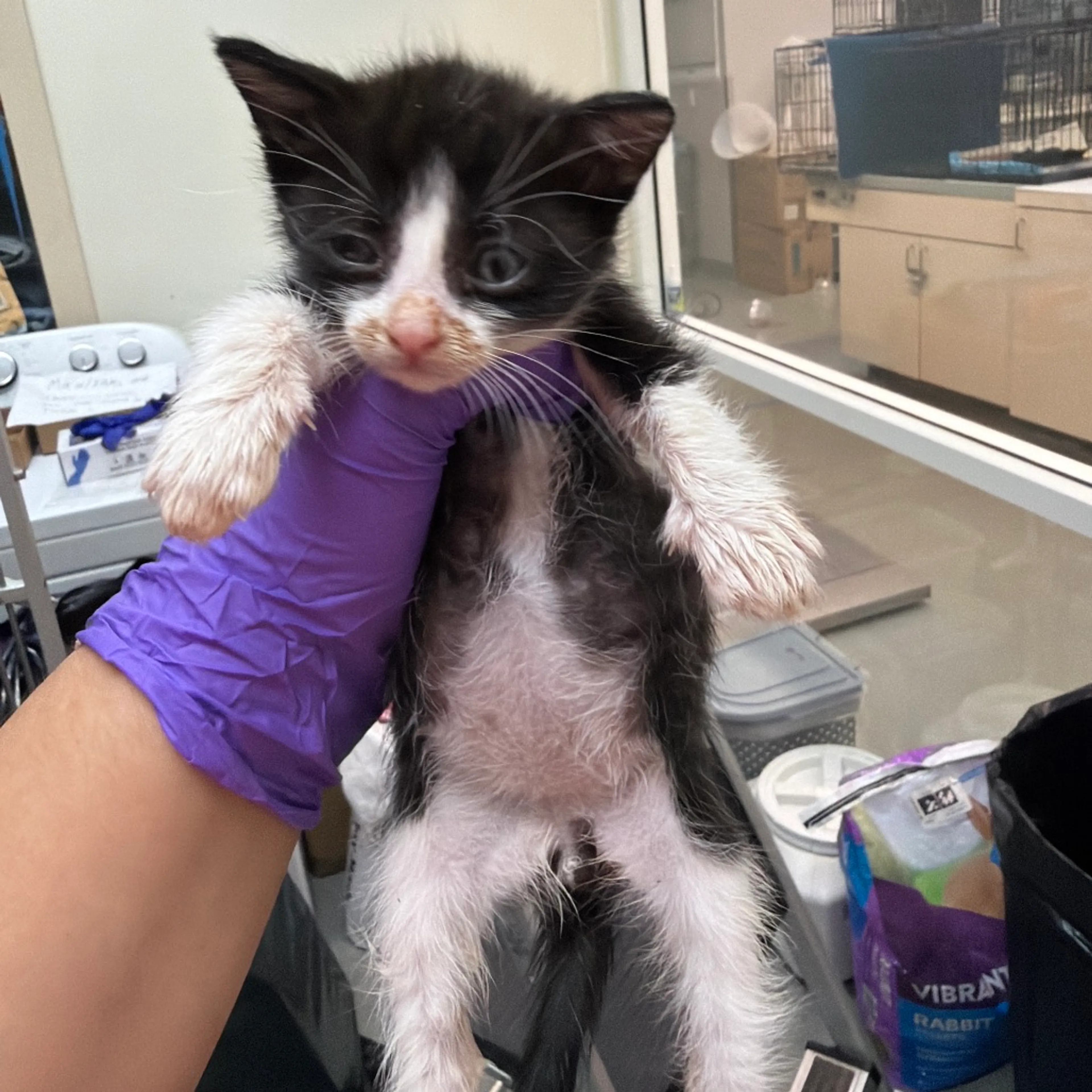 Found pet