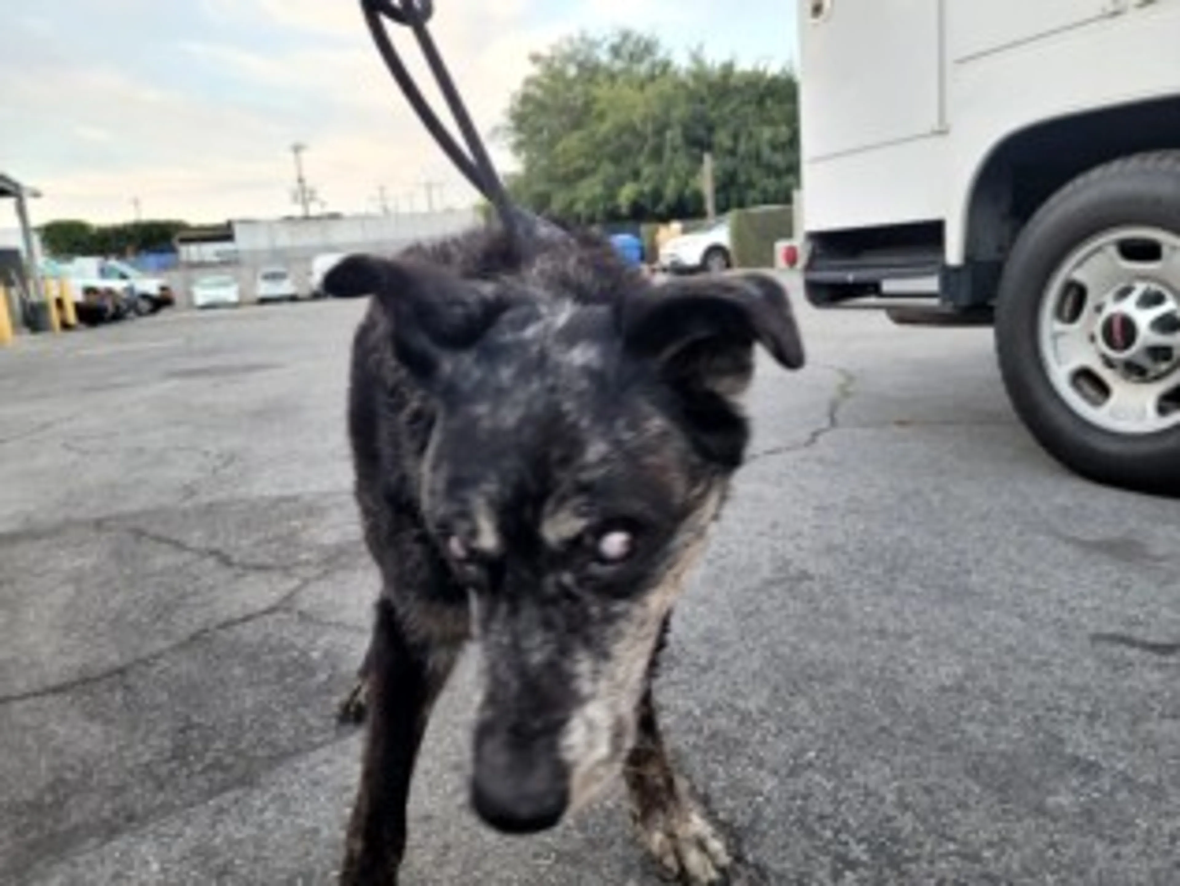 Found pet