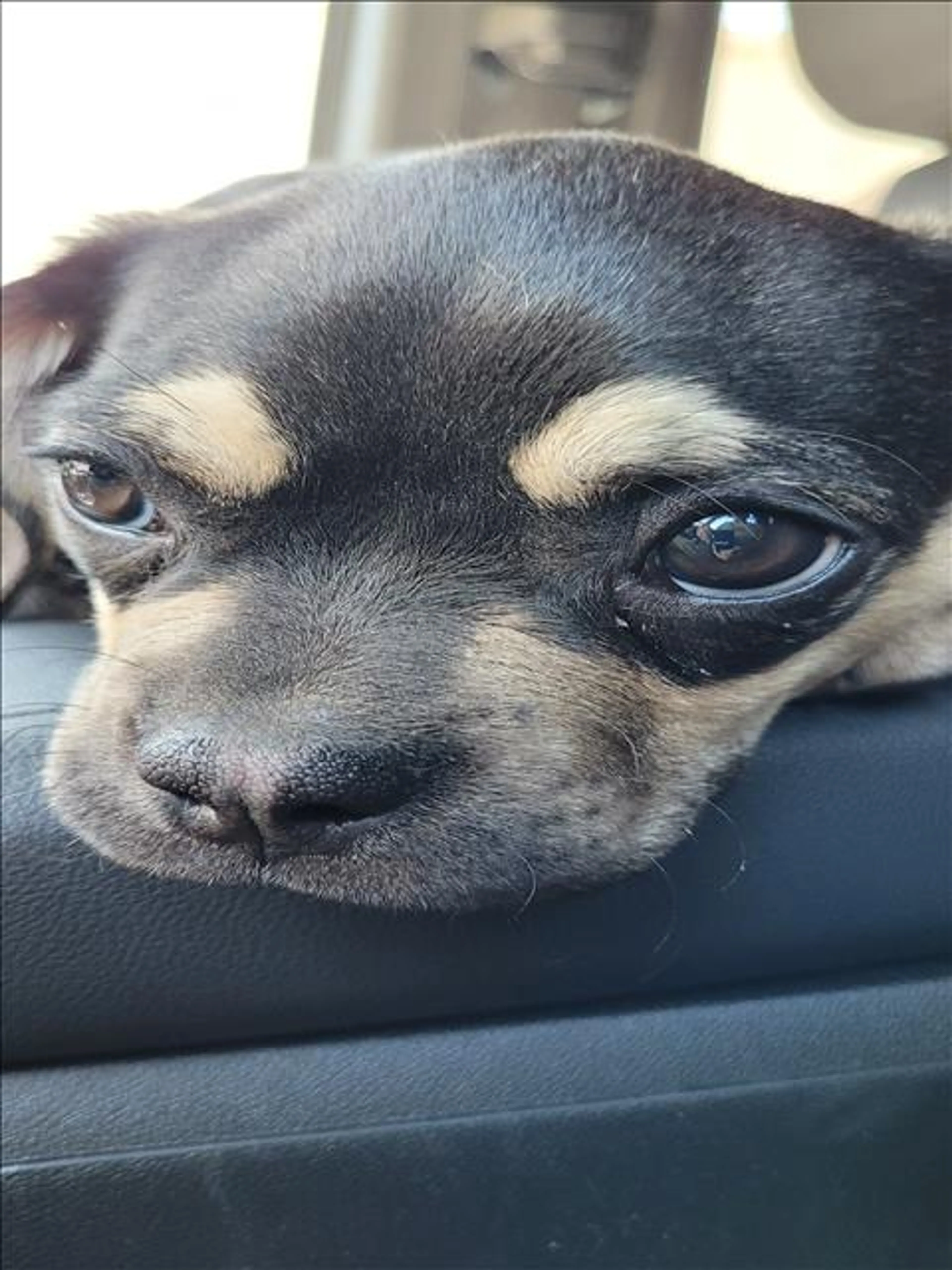 Found pet